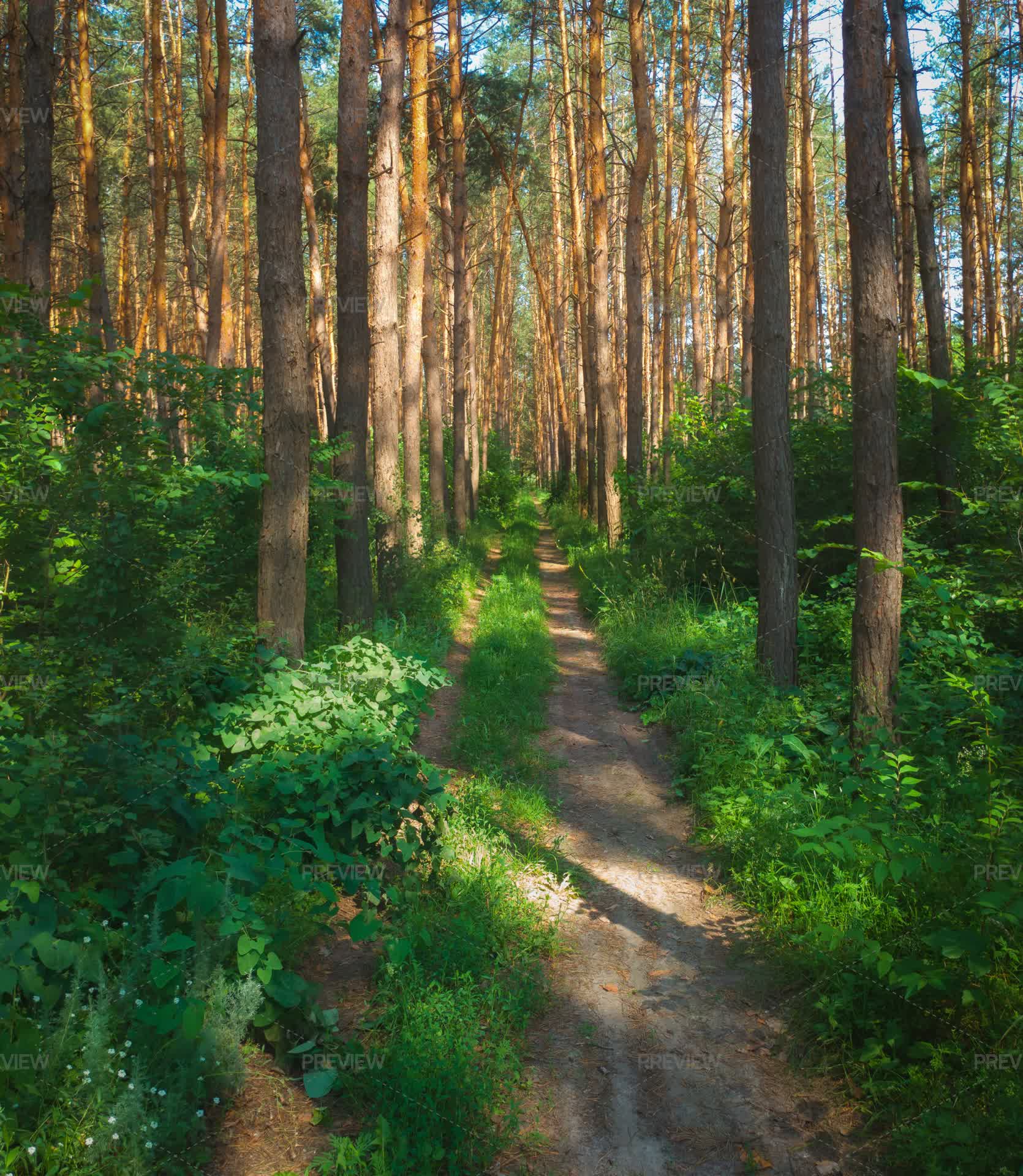 Forst Rode Fir Tree Forest Road - Stock Photos | Motion Array