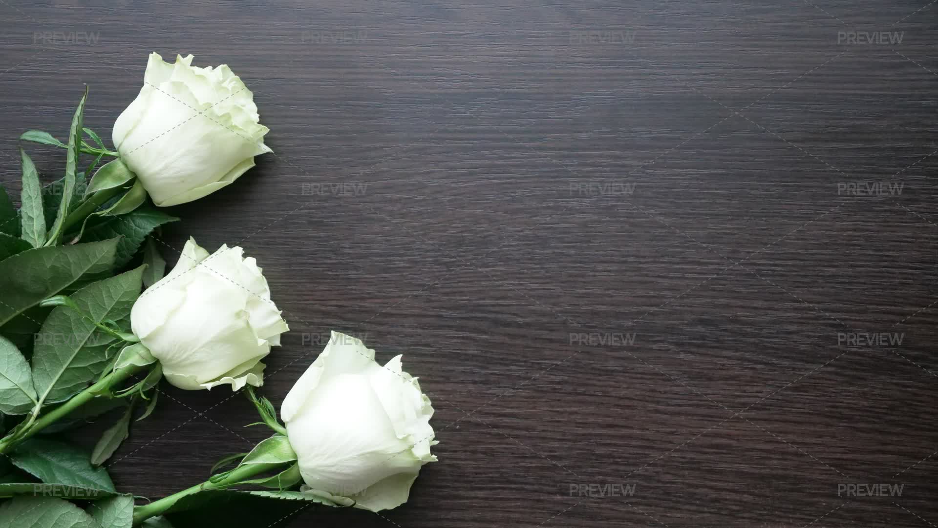 White Roses - Stock Photos | Motion Array
