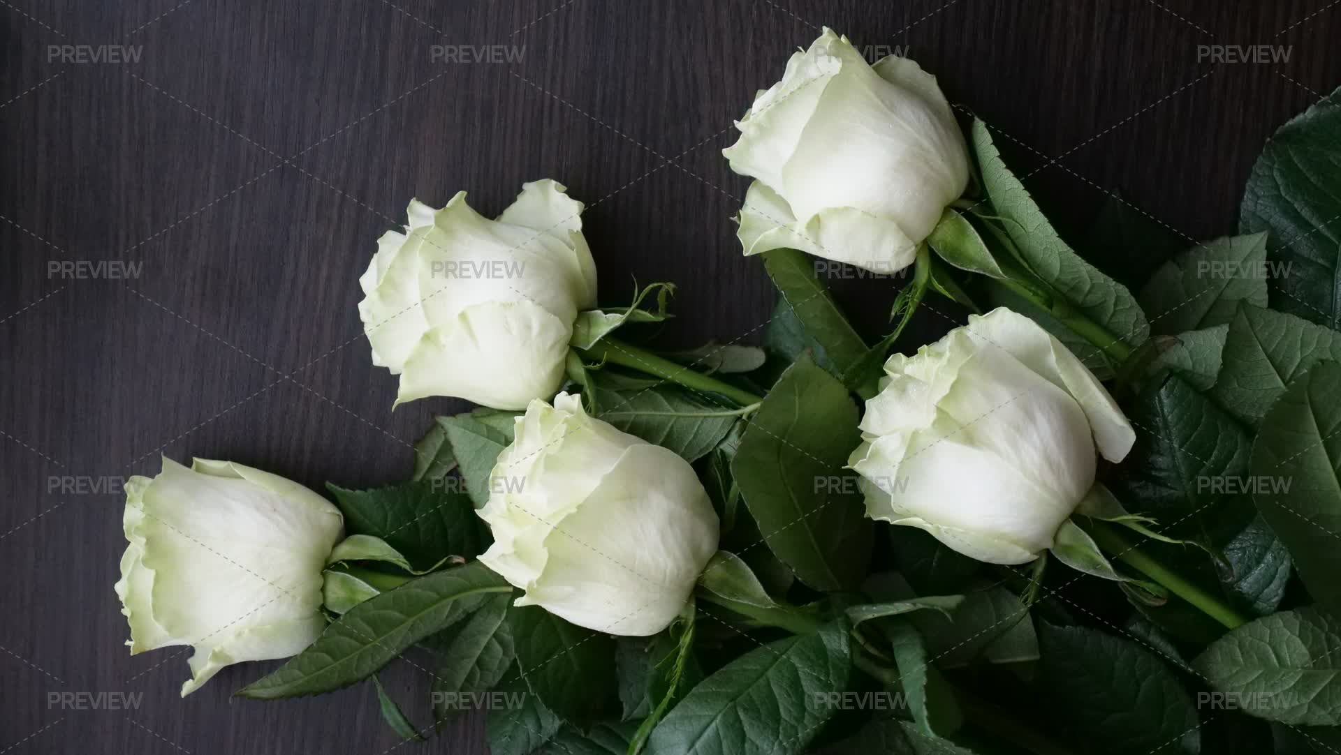 White Roses - Stock Photos | Motion Array
