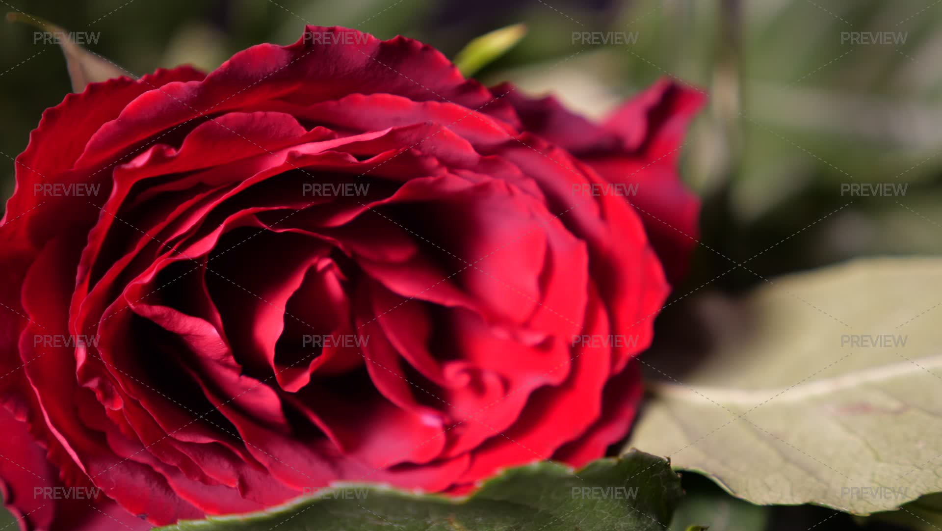 Red Rose - Stock Photos | Motion Array