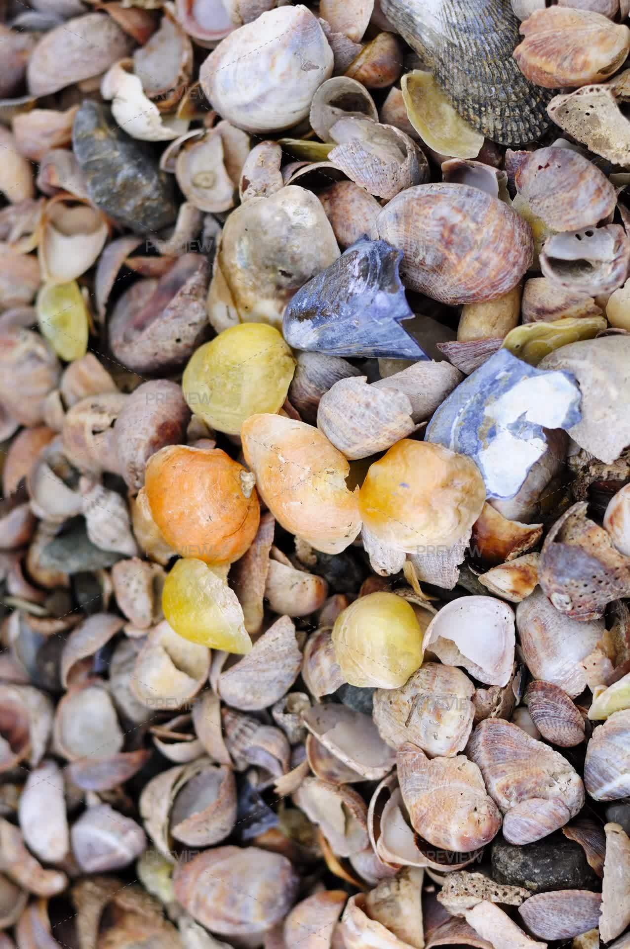 Shells High Resolution Sea Shells - Stock Photos | Motion Array