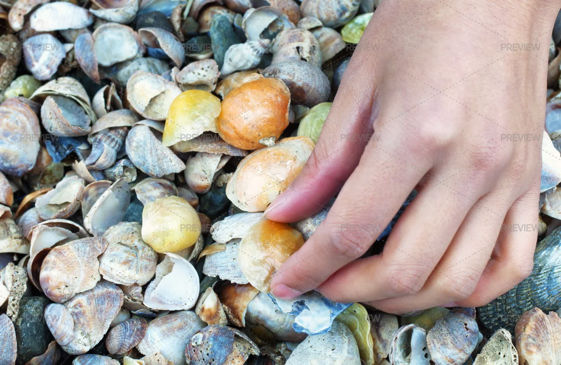 Picking Up Seashells On The Seashore - Stock Photos | Motion Array