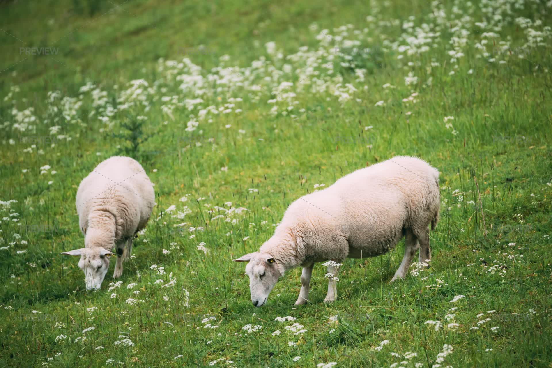 Domestic Sheep Grazing - Stock Photos | Motion Array