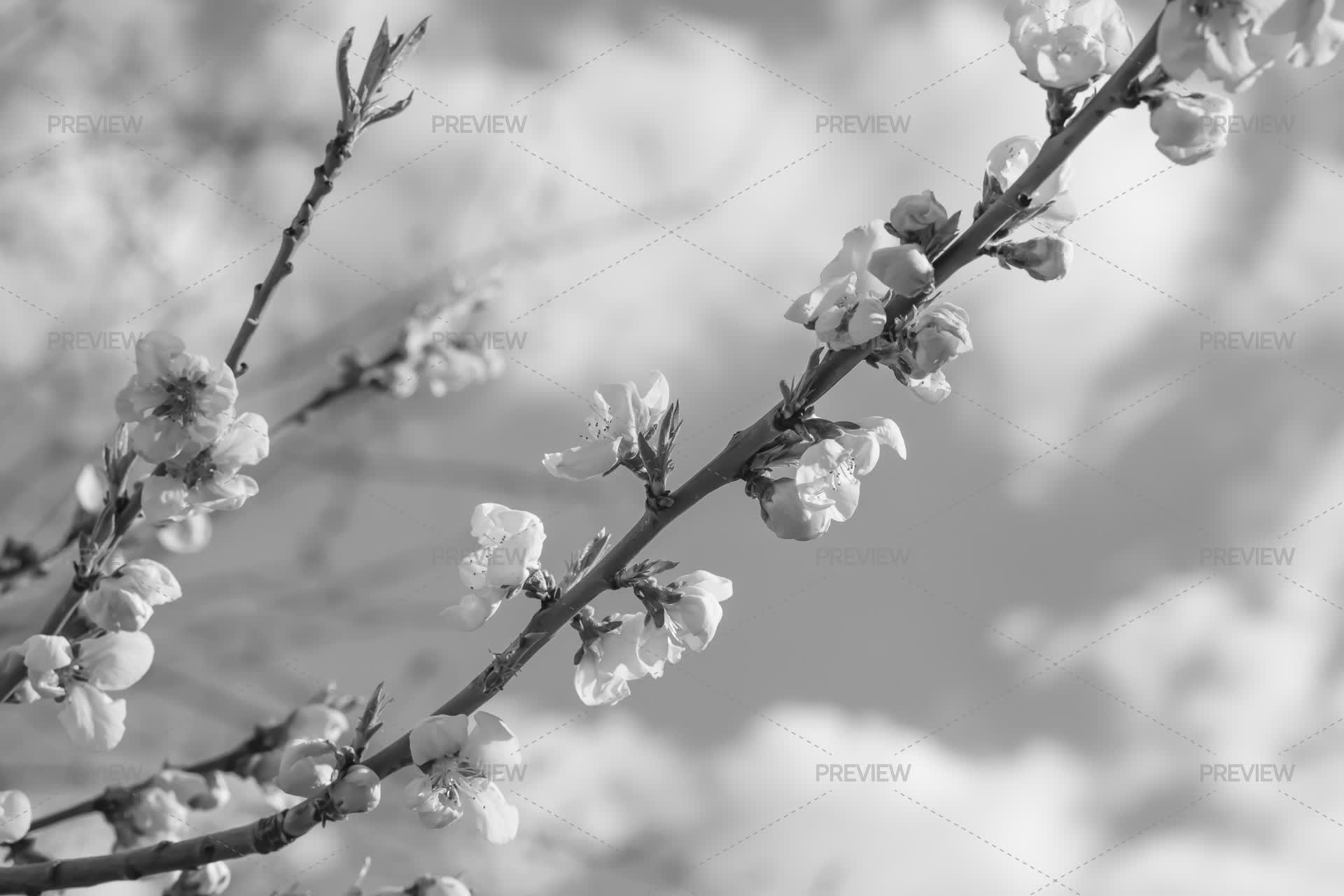 Spring Flowers Black And White Pictures Free Spring Flowers Clipart