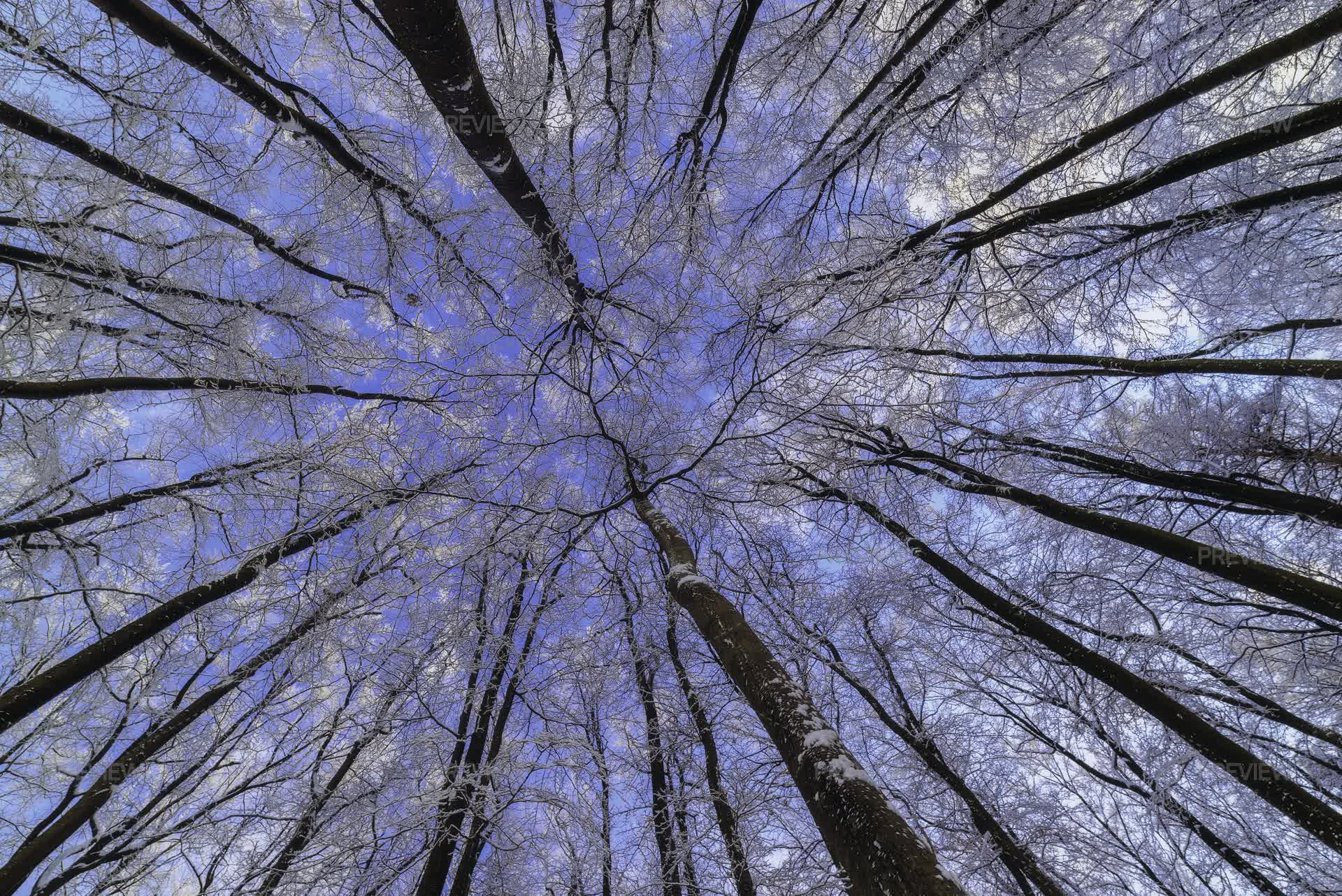 Crown Tree Examples Crown Trees - Stock Photos | Motion Array
