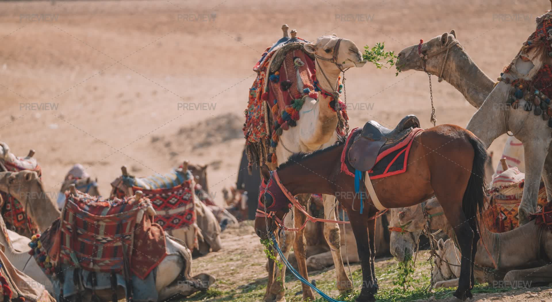 Camels Inmotion Camels - Stock Photos | Motion Array