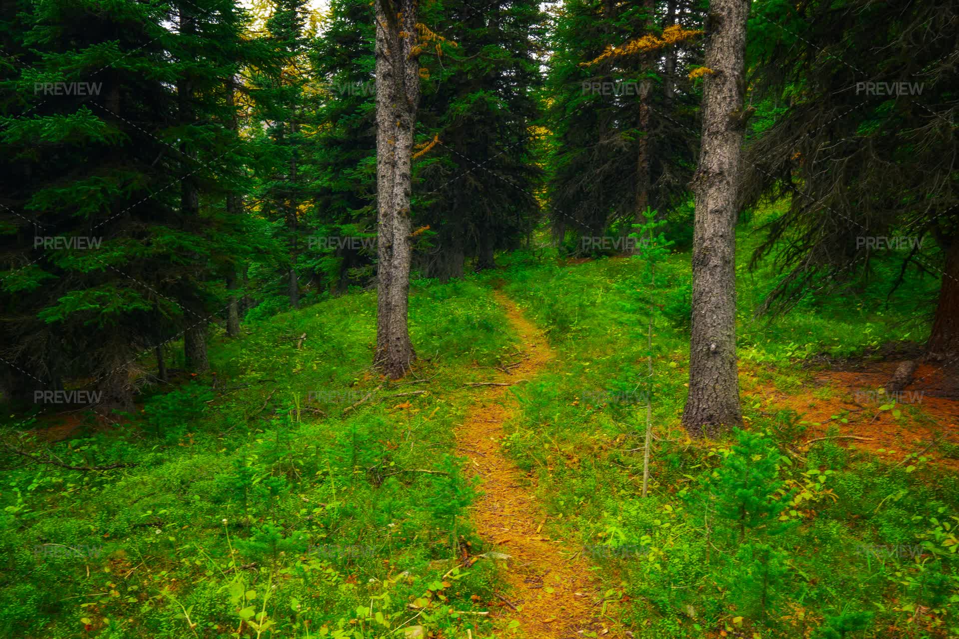 Path Leading In Path Leading Into Forest - Stock Photos | Motion Array