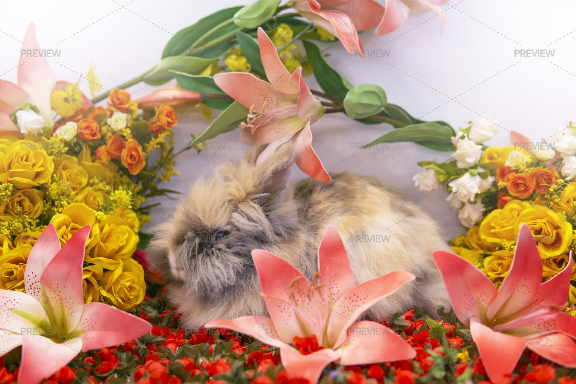 Multicolor Rabbit In Spring Rabbit In Spring Flowers - Stock Photos | Motion Array