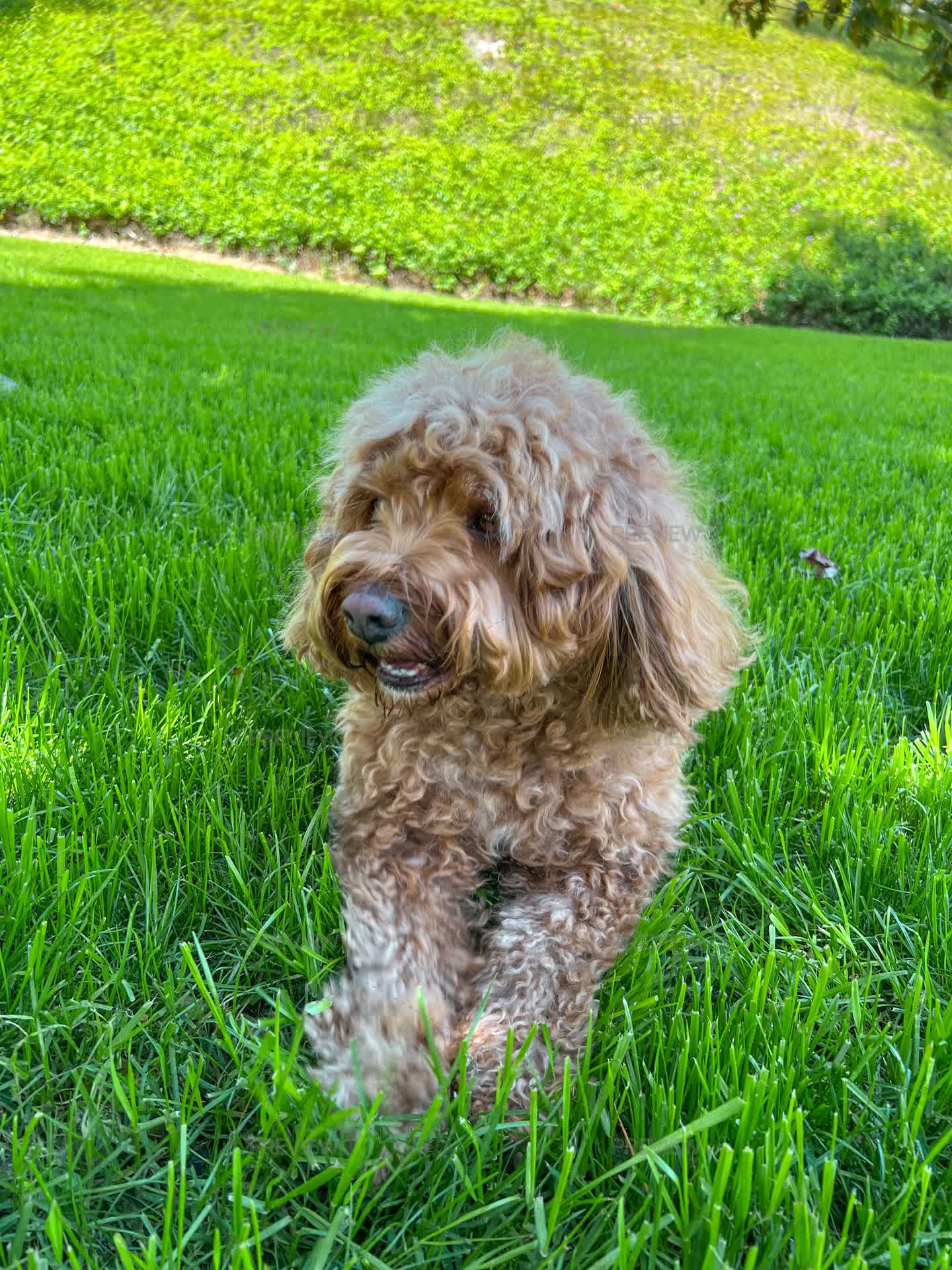 Resting Cavapoo Dog - Stock Photos | Motion Array