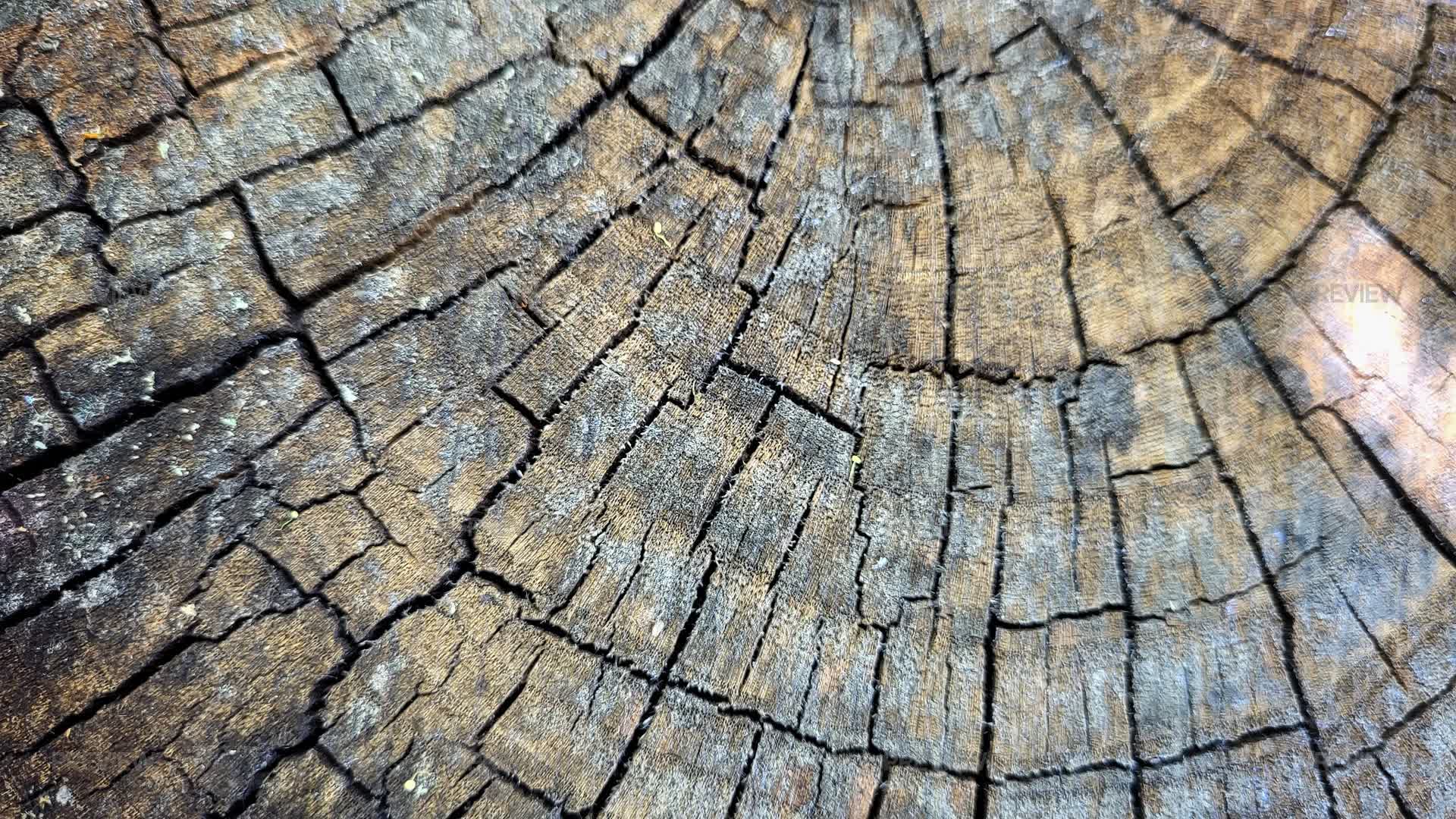 Tree Stump Texture - Stock Photos | Motion Array
