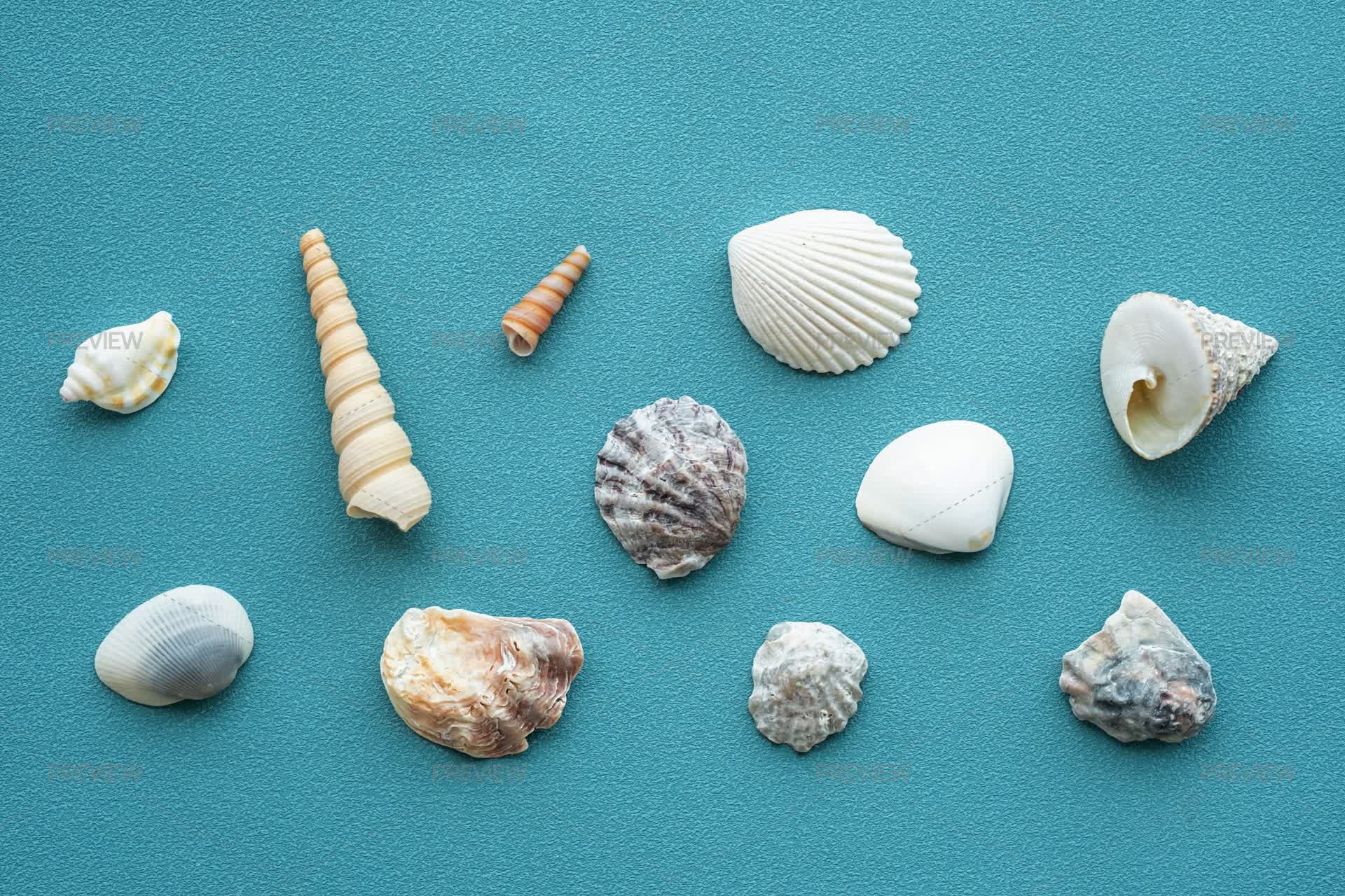 Sea Shells Pattern - Stock Photos | Motion Array