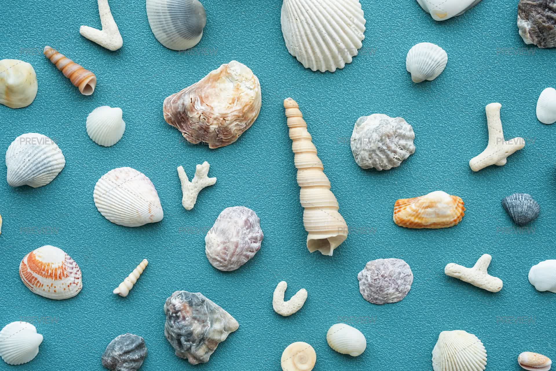 Sea Shells Pattern - Stock Photos | Motion Array