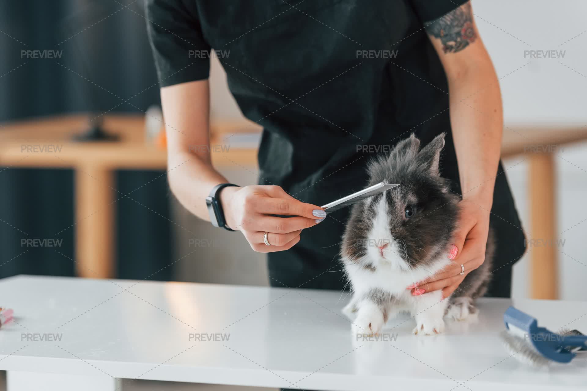 Grooming Rabbit Funny Cute Rabbit In The Grooming Studio - Stock Photos | Motion Array
