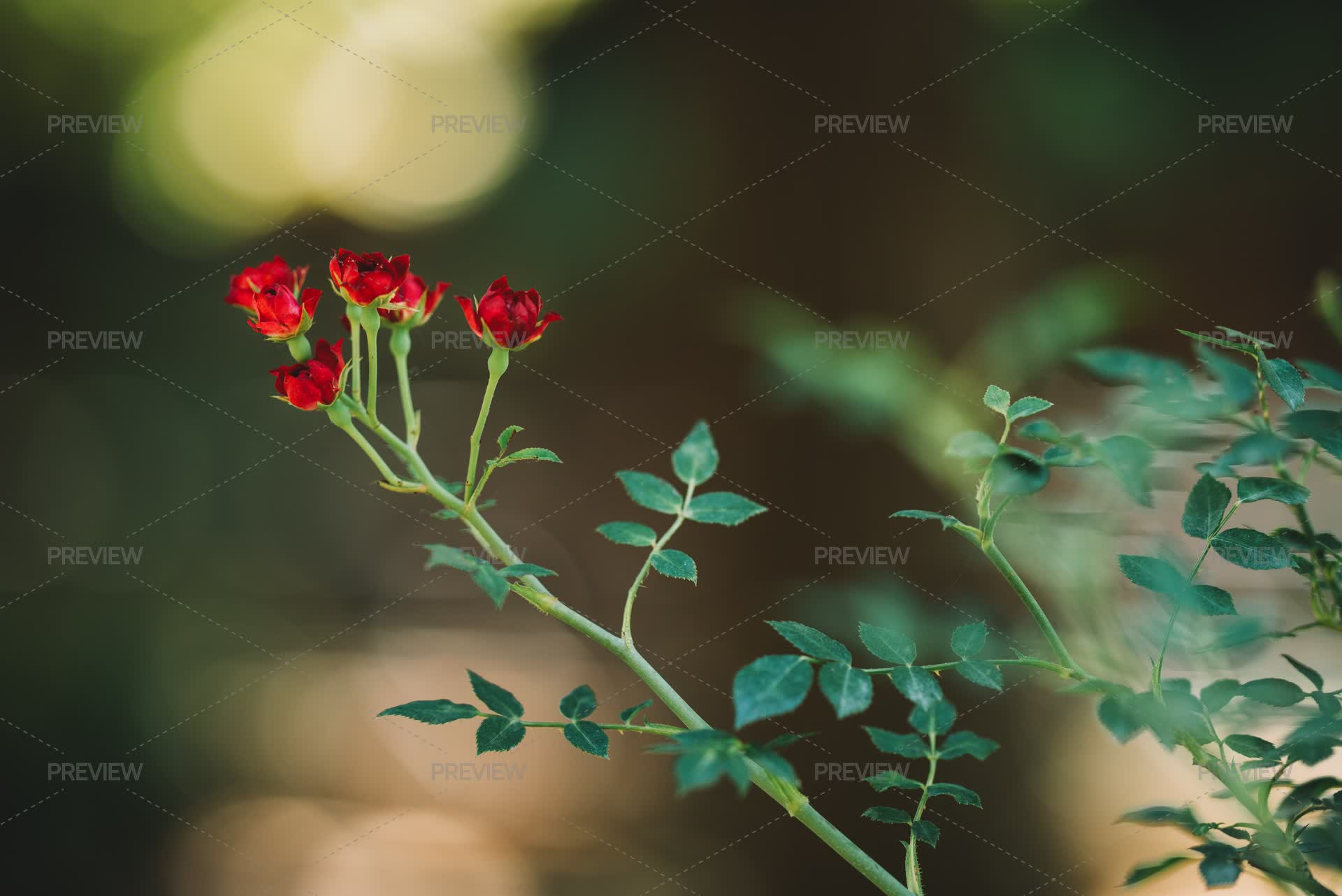 Red Roses In Summer - Stock Photos | Motion Array