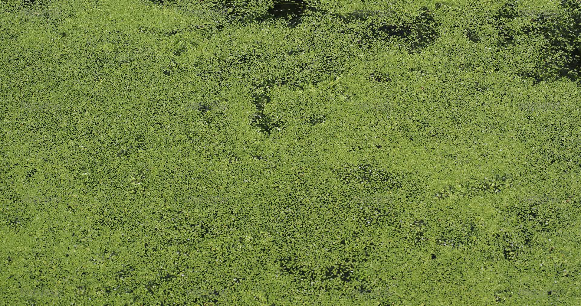 Algae Texture - Stock Photos | Motion Array