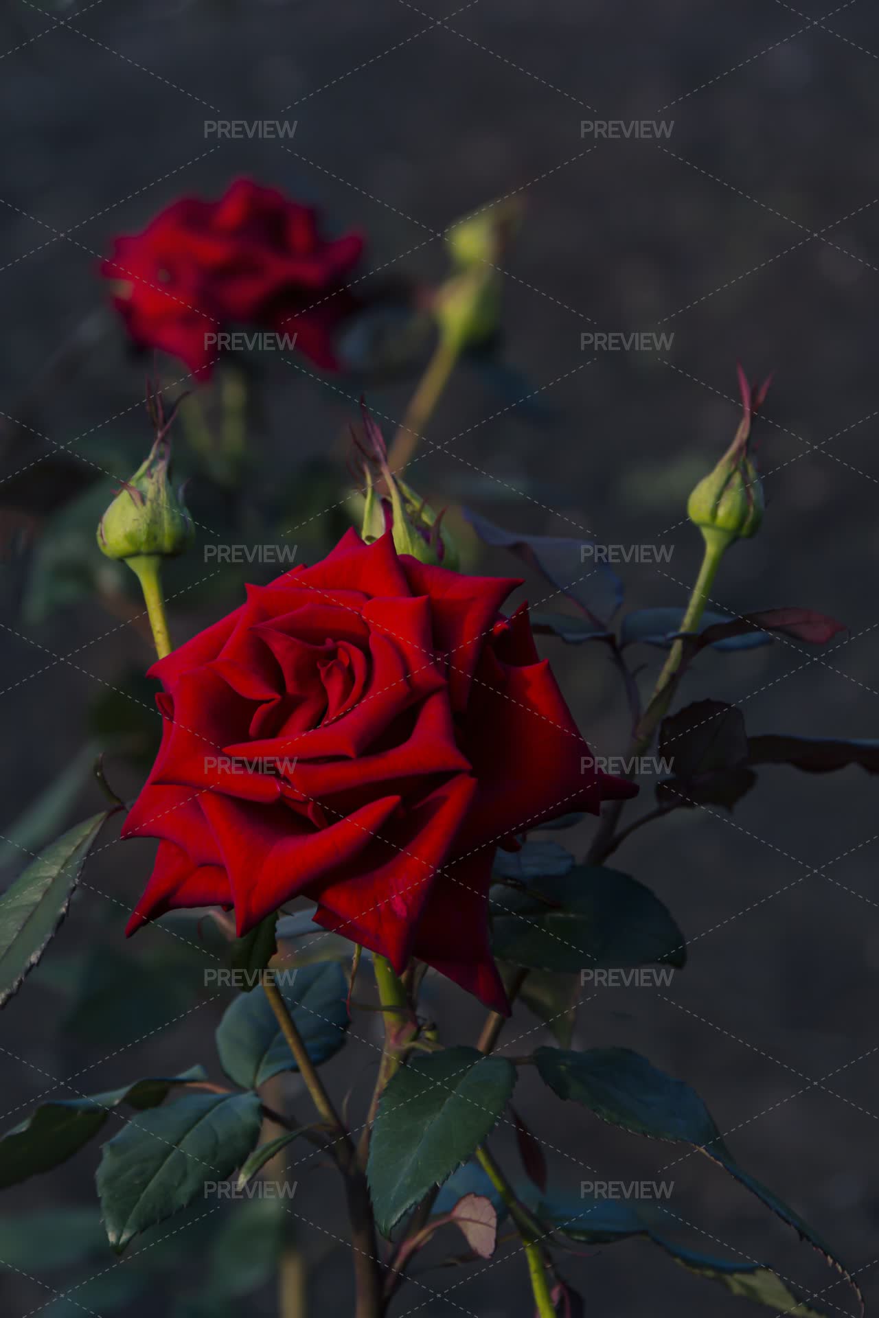 Bright Red Rose - Stock Photos | Motion Array