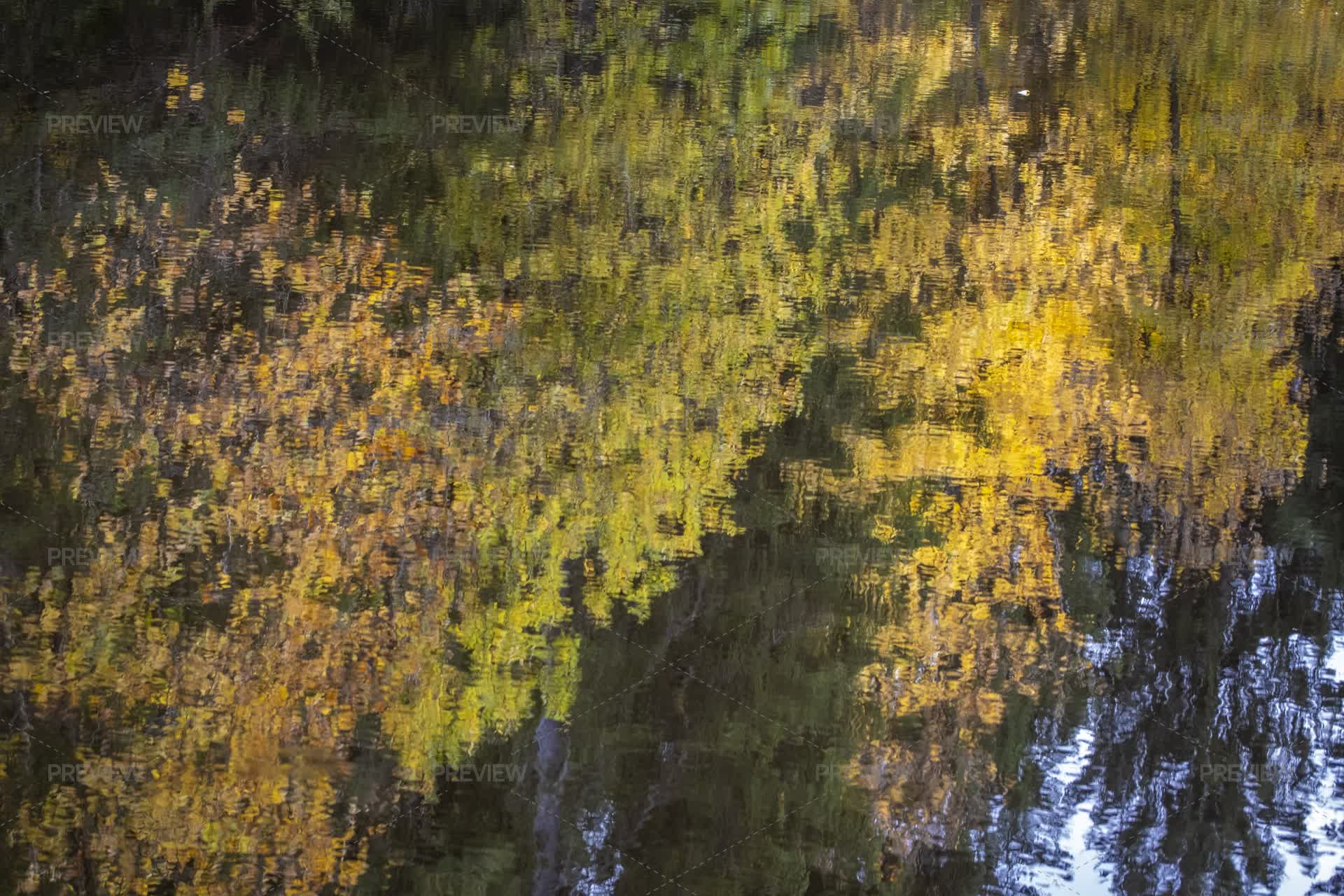 Trees Reflection Texture Trees Reflection On Lake - Stock Photos | Motion Array