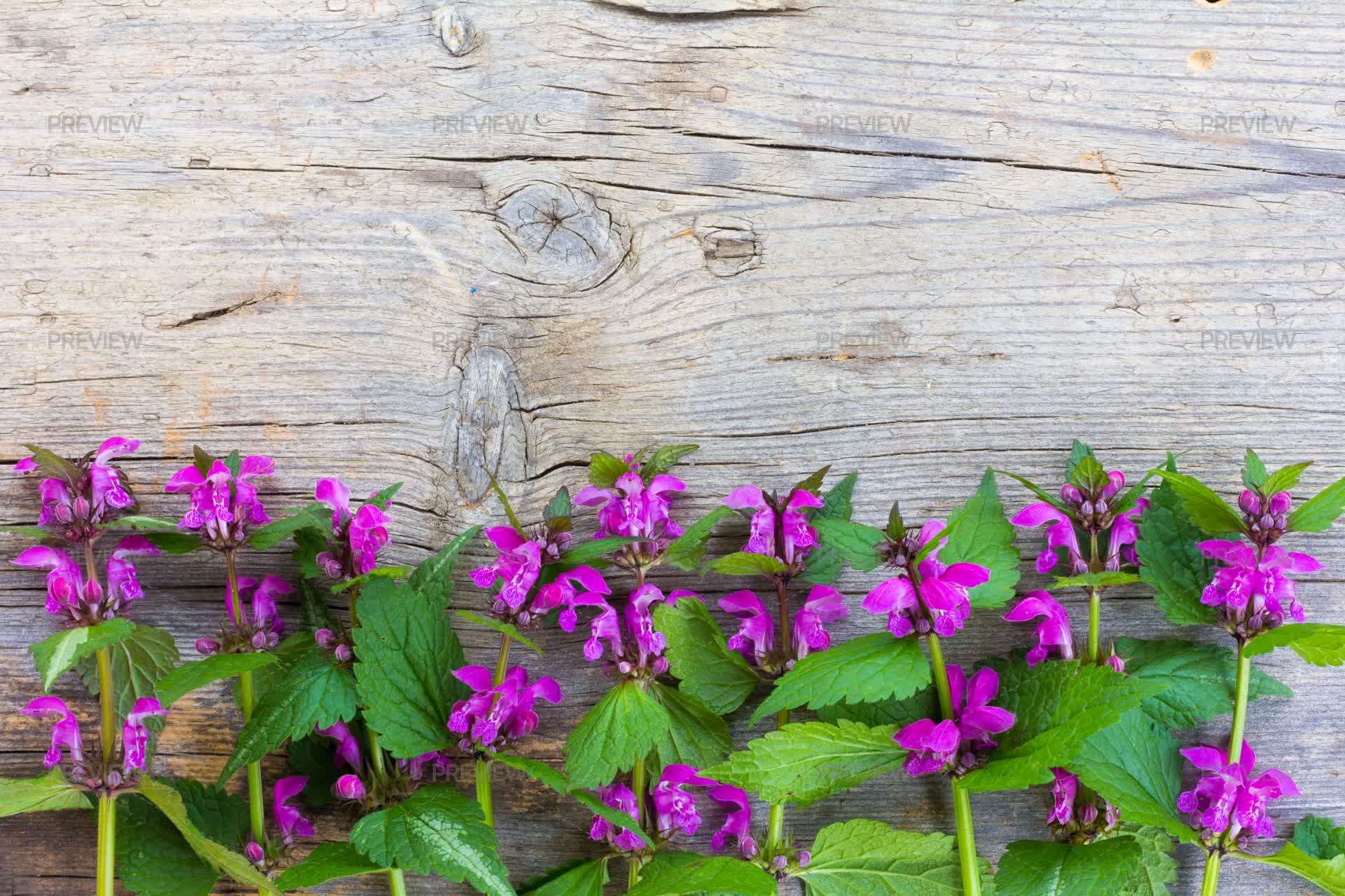 Spring Flowers - Stock Photos | Motion Array
