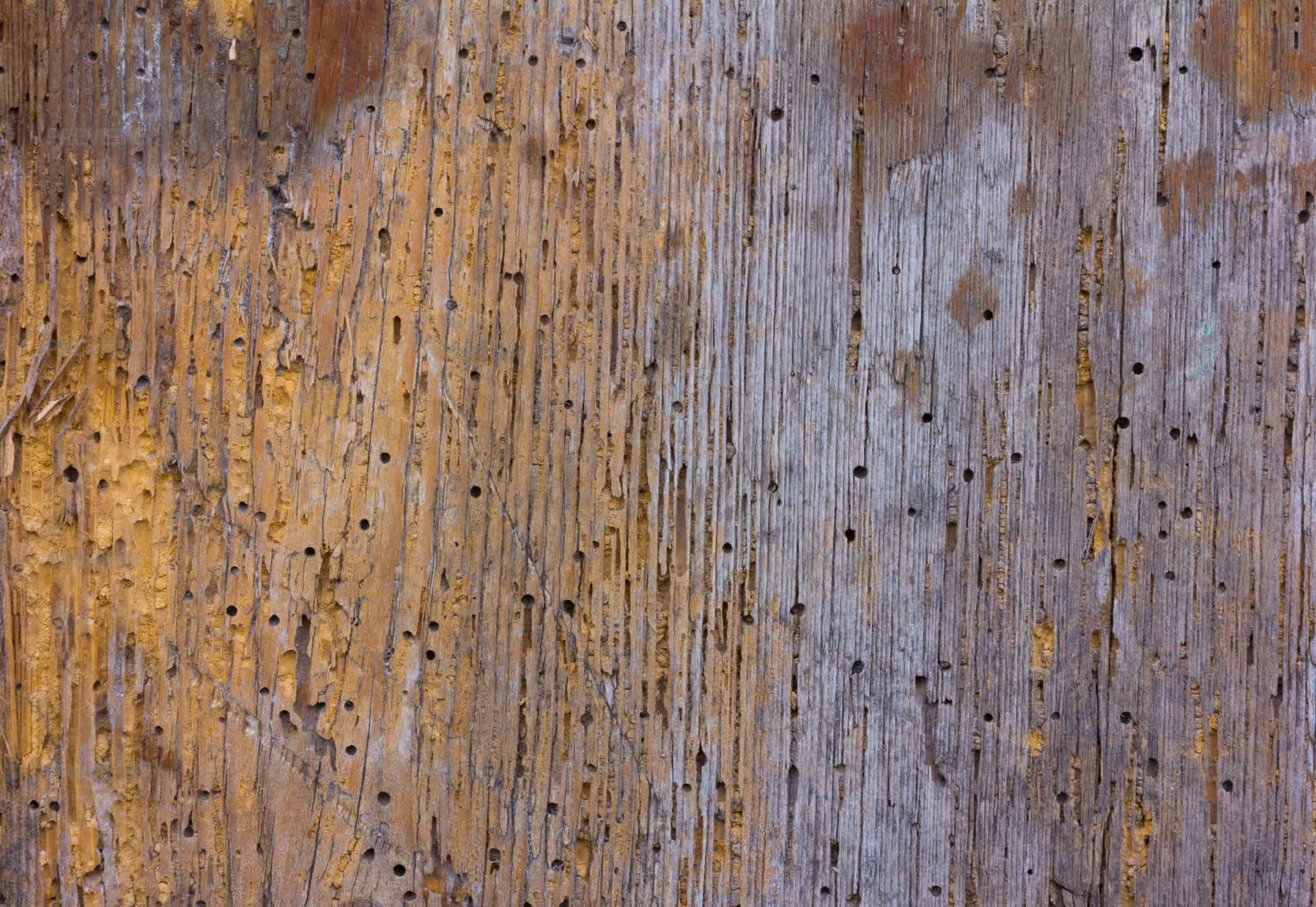 Root Texture Rotten Rotten Wood Texture - Stock Photos | Motion Array