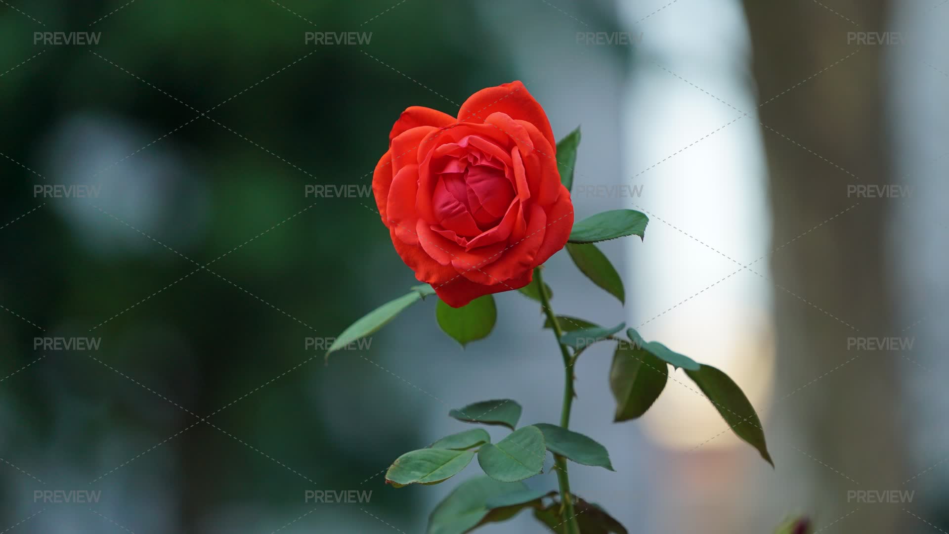 Red Rose Flower In Natural Garden - Stock Photos | Motion Array