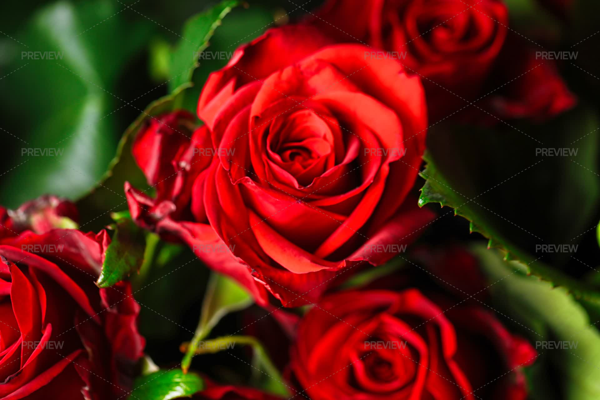 Bouquet Of Red Roses With Green Leaves - Stock Photos | Motion Array