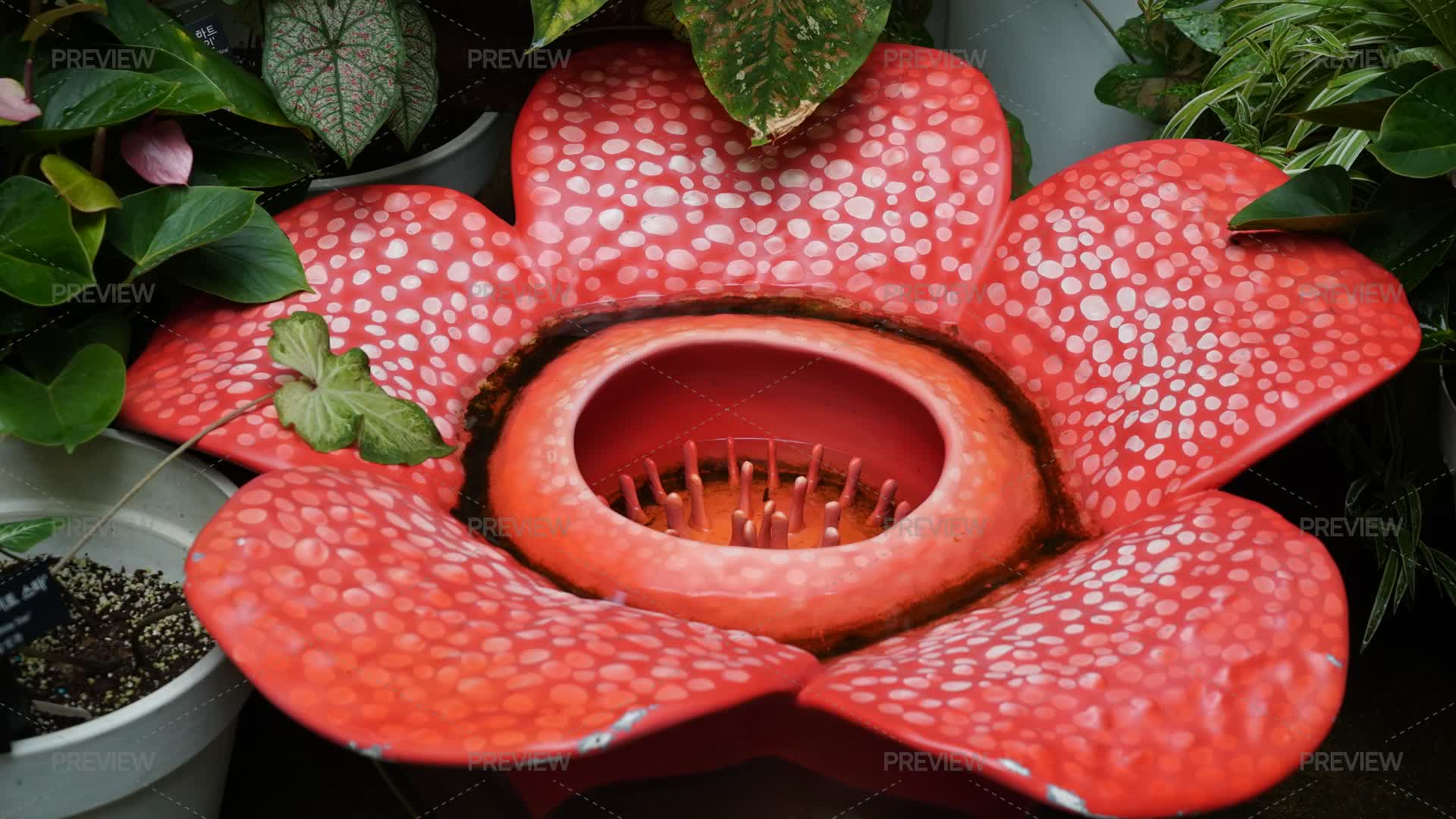 Buy Model Rafflesia Artificial Rafflesia Flower Model Inside Botanical Garden - Stock ...
