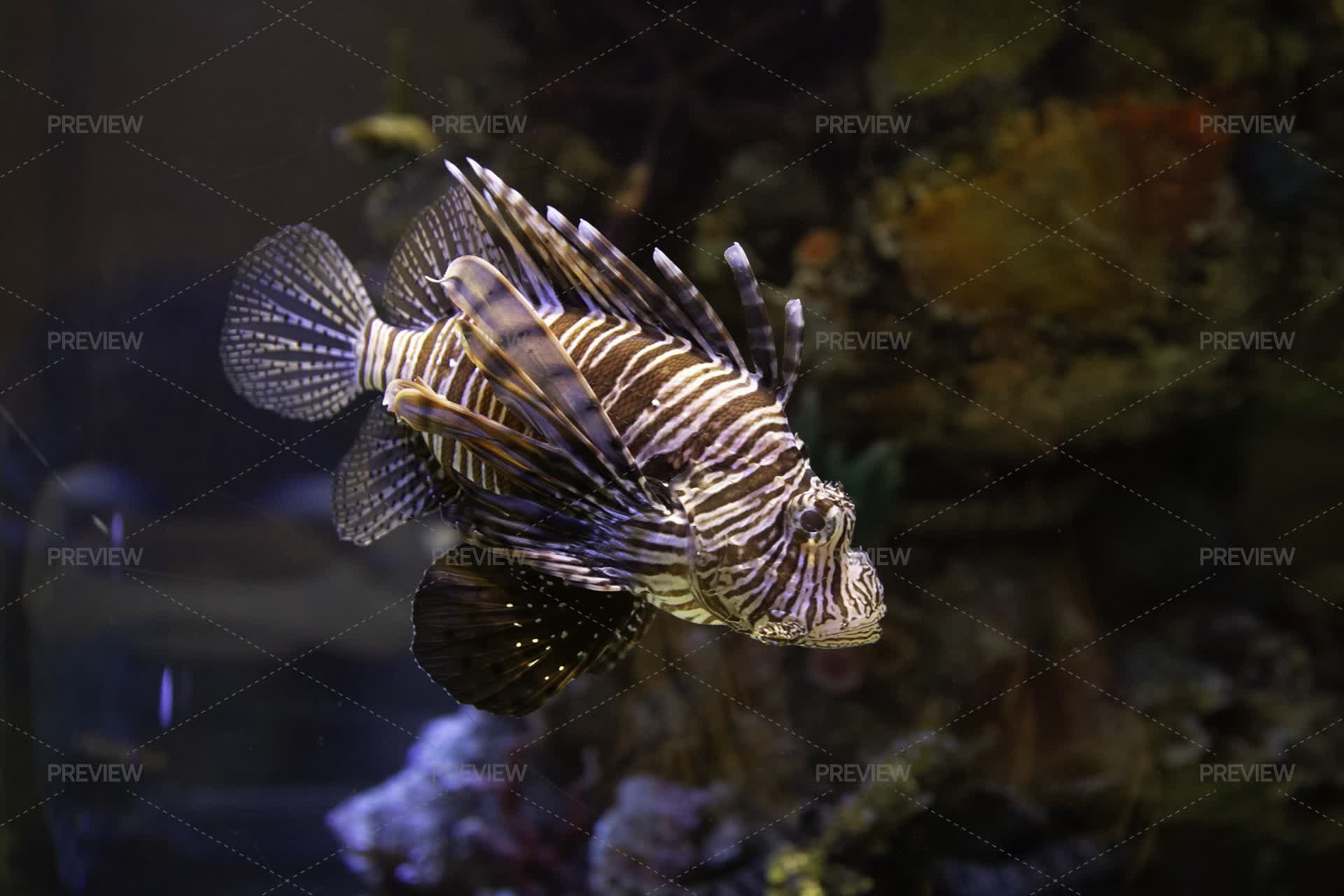 Tropical Marine Fish In Natural Habitat. Oceanarium, Wildlife - Stock ...