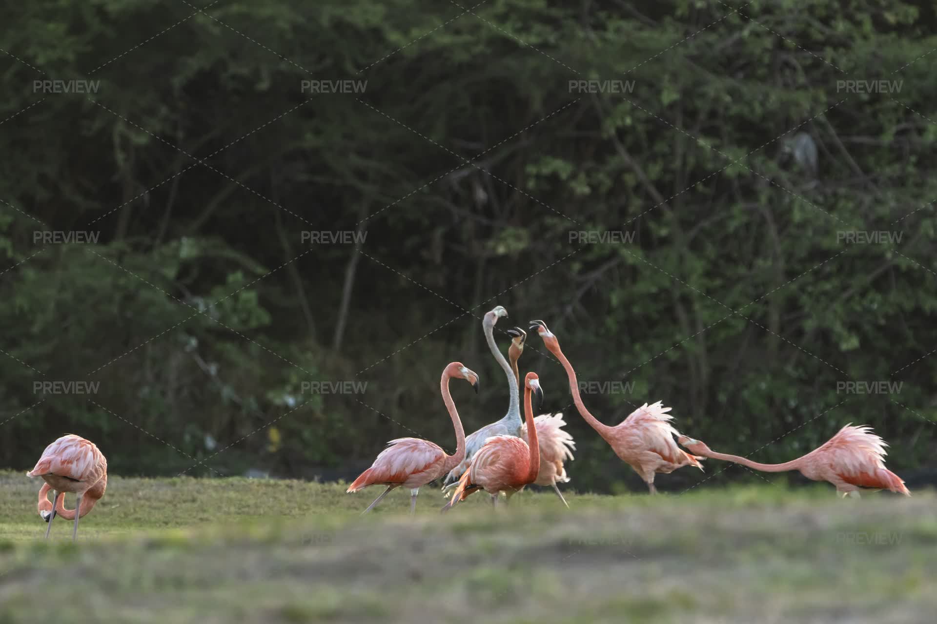 Bird Wildlife American Flamingo In The Caribbean Stock Photos bird-wildlife-american-flamingo-in-the-caribbean-stock-photos