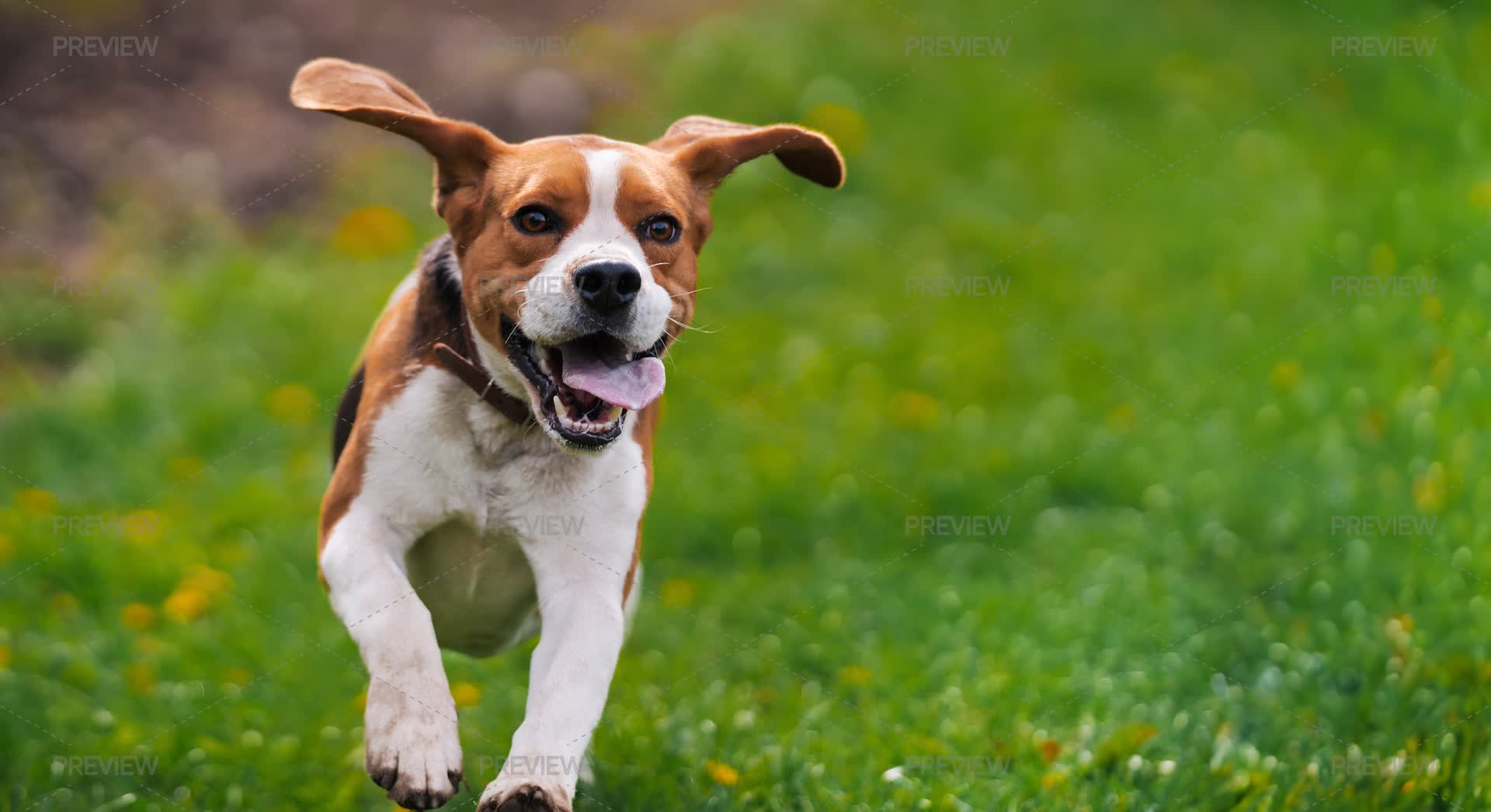 Running Beagle Dog On Spring Grass Outdo - Stock Photos | Motion Array