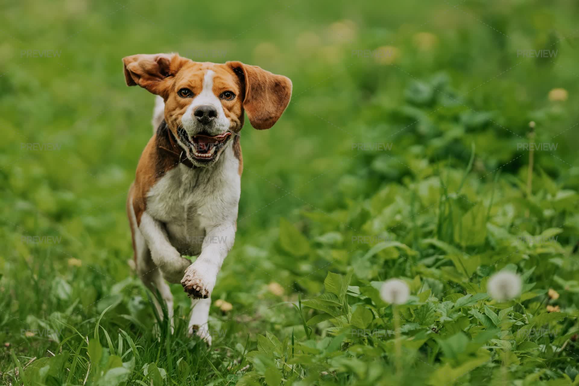 Running Beagle Dog On Spring Grass Outdoor. Cute Doggy Playing On ...