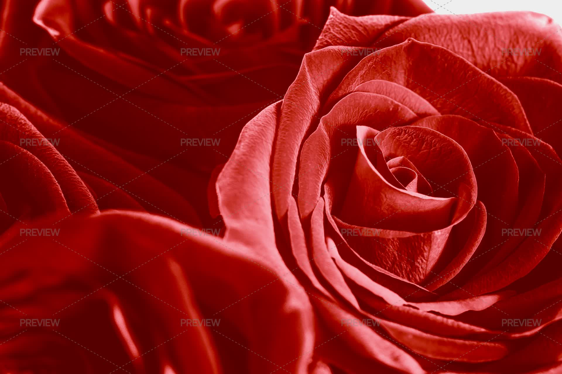 Red Roses Bouquet Extreme Close Up - Stock Photos | Motion Array