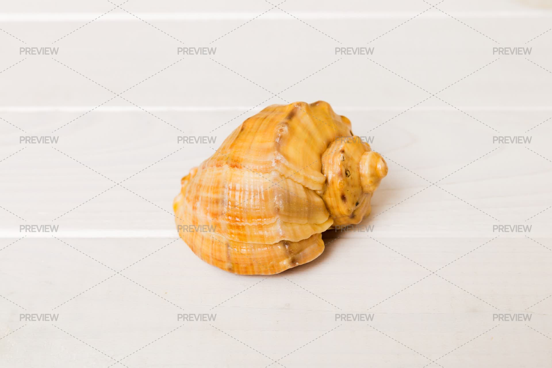 Large Beautiful Sea Shell - Stock Photos | Motion Array