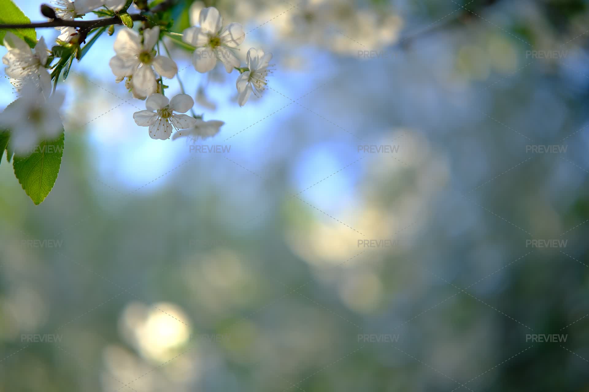 Spring Background, Cherry Blossom Branch, Cop Space Spring - Stock ...
