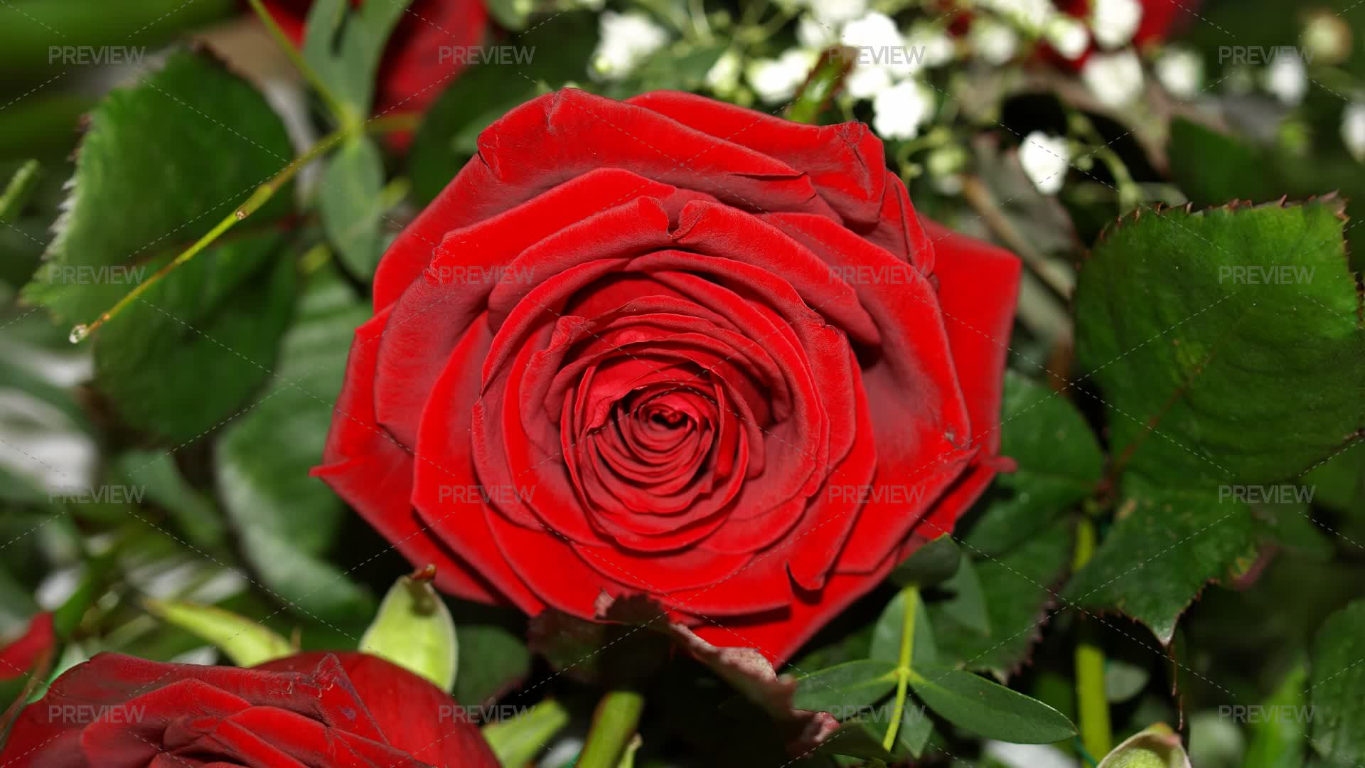 Red Rose Flower - Stock Photos | Motion Array