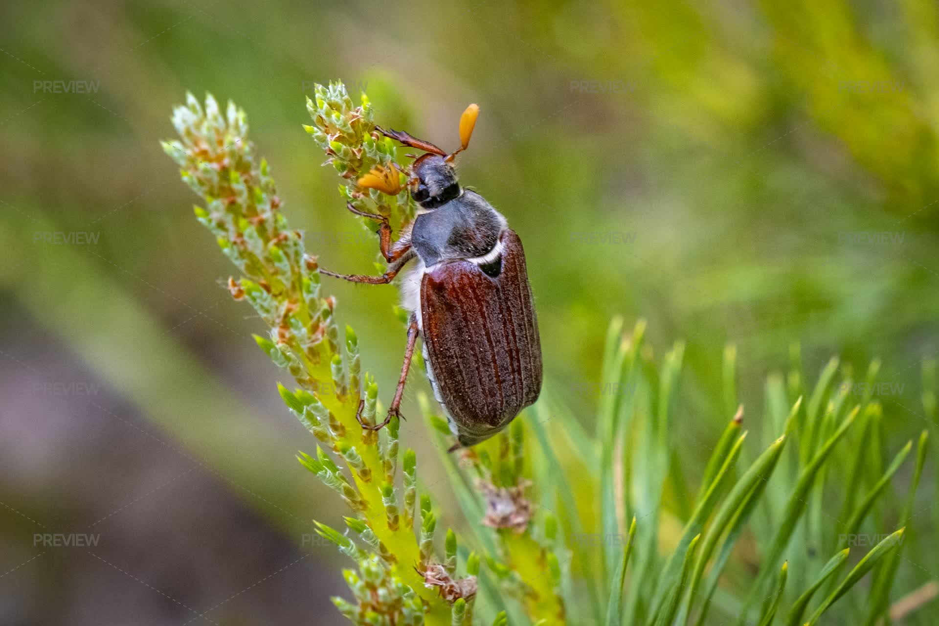 Maybug_closeup - Stock Photos | Motion Array
