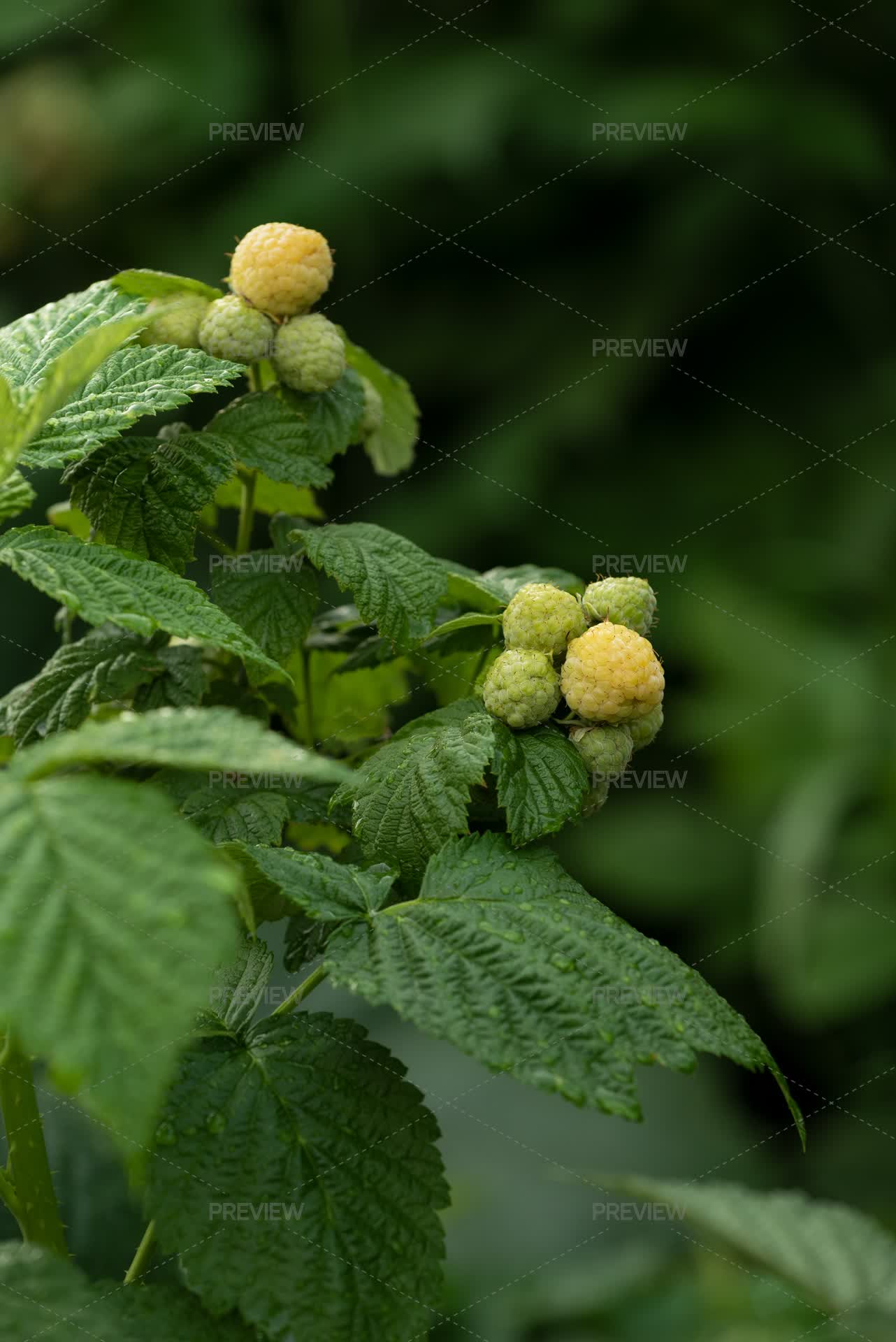 Yellow Raspberry Bush In The Garden - Stock Photos | Motion Array