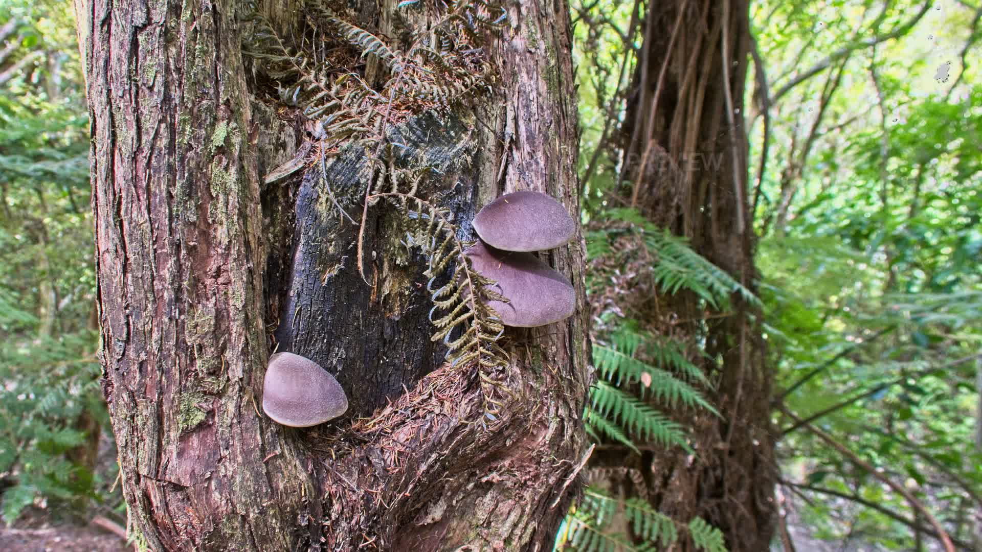 Fangi Tree Fungi On A Tree In The Forest NZ - Stock Photos | Motion Array