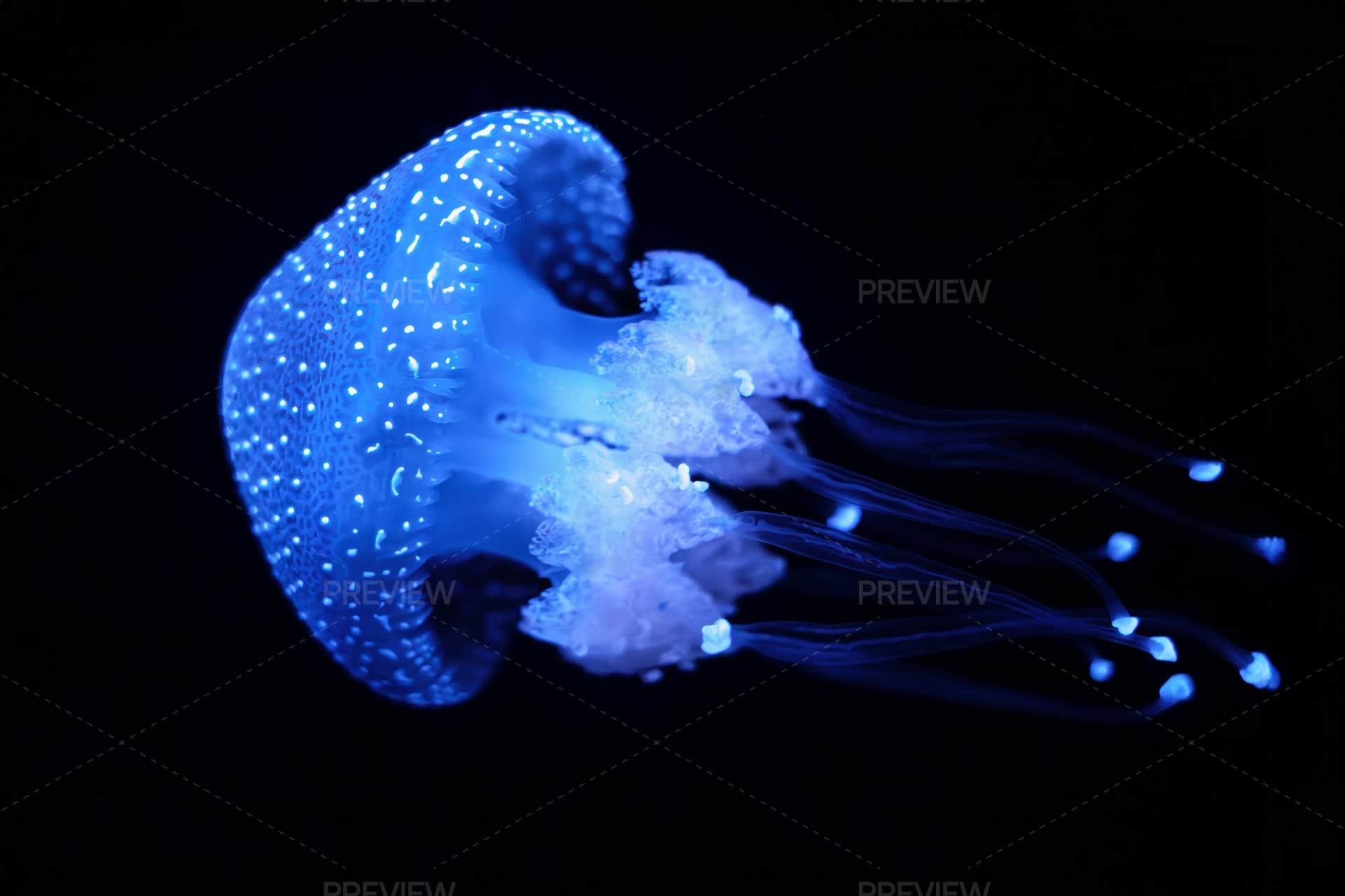 Jellyfish Phyllorhiza Punctata White-spotted Jellyfish Aka Floating ...