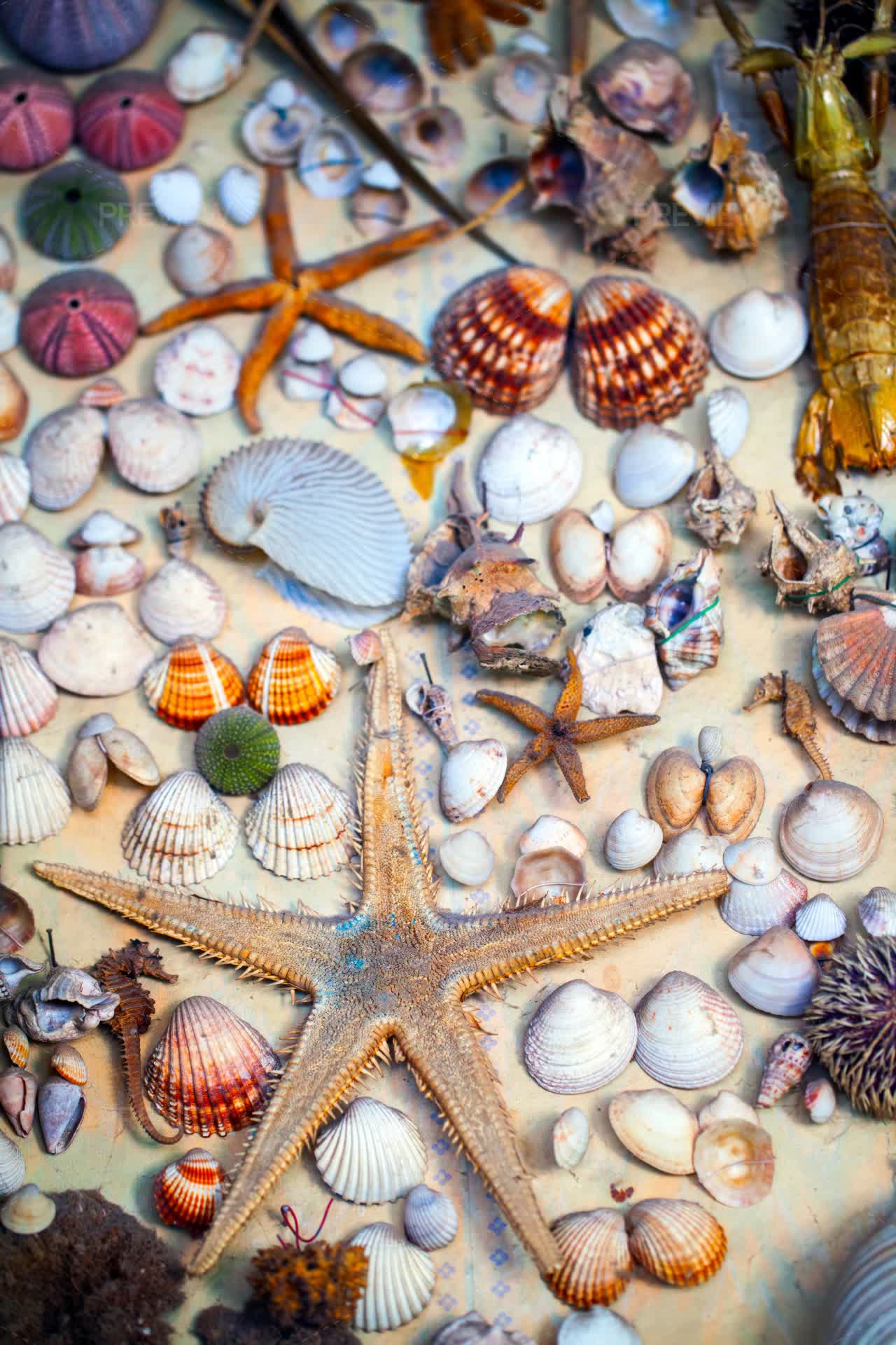 Sea Animal Dry Fish And A Seashell - Stock Photos | Motion Array