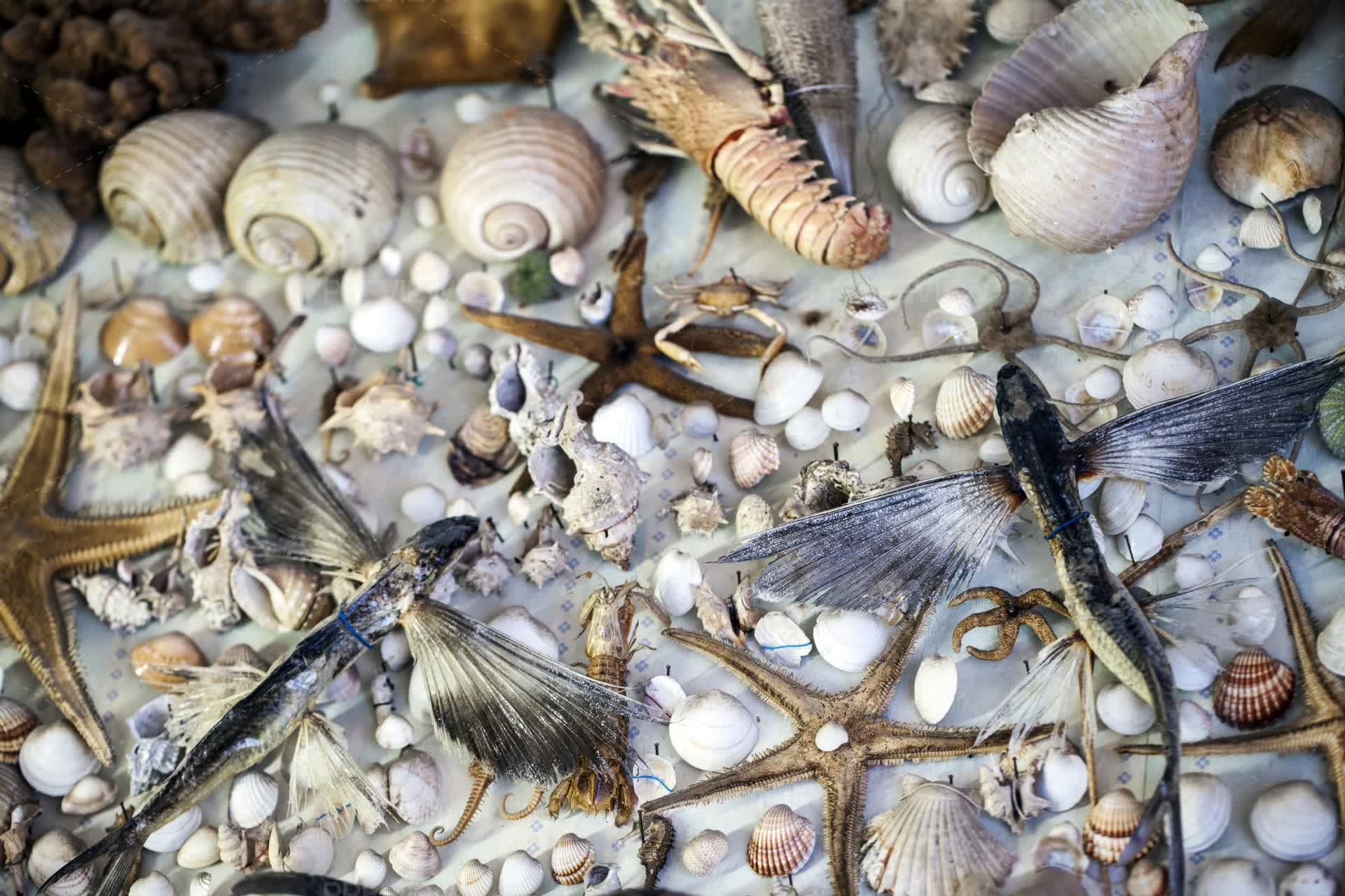 Sea Animal Dry Fish And The Seashell - Stock Photos | Motion Array