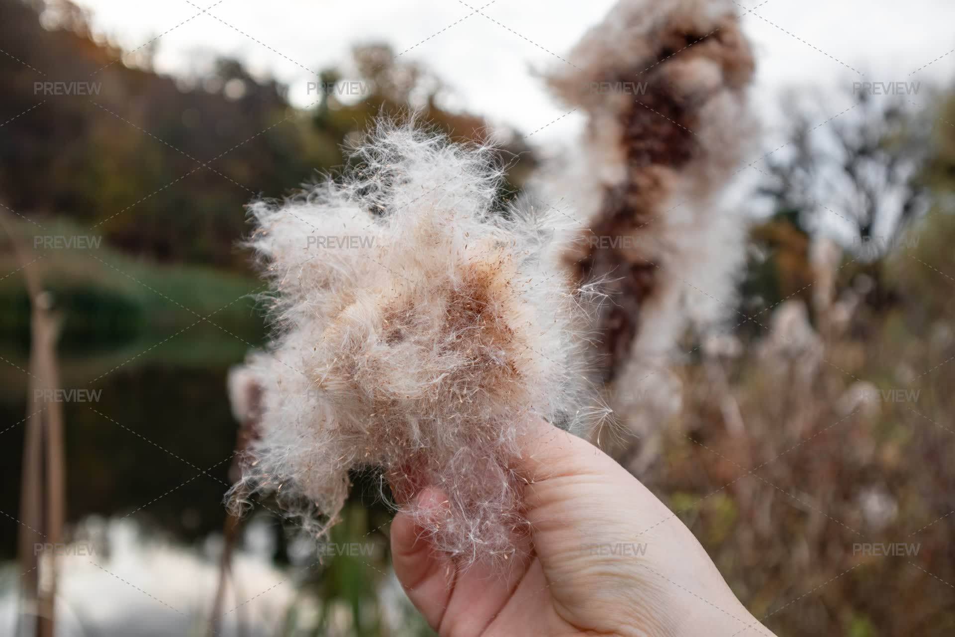 A Reed For Hand Hand Holding Reeds Cattail Fluff In Autumn River Scenery - Stock Photos ...