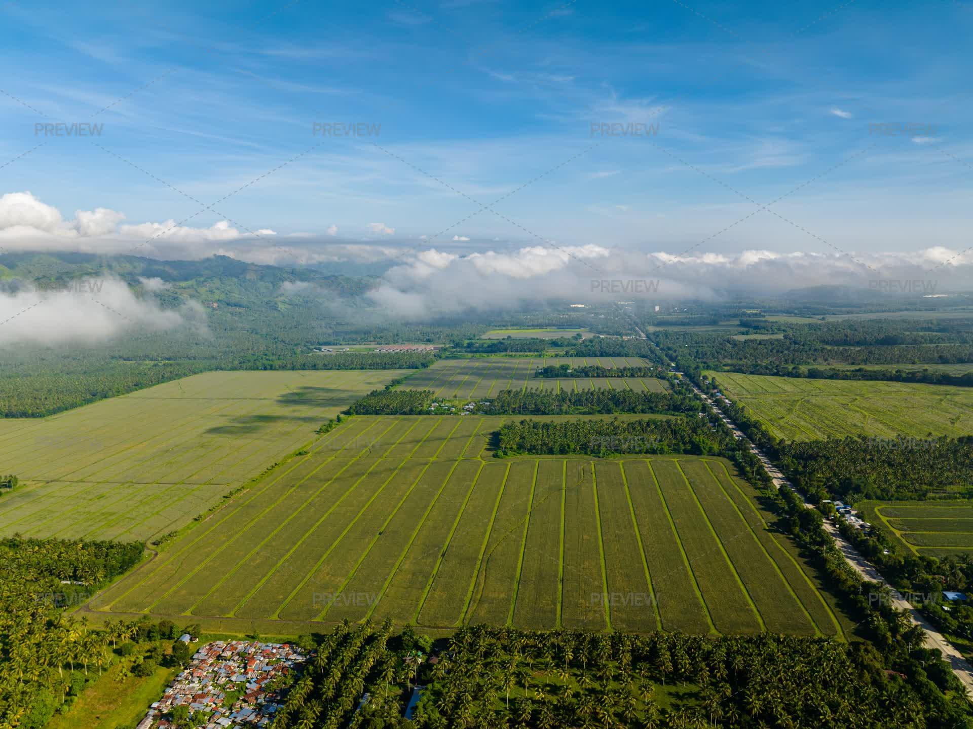 Mindanao Rice Cloudscape Over The Rice Fields In Agricultural Land. Mindanao ...