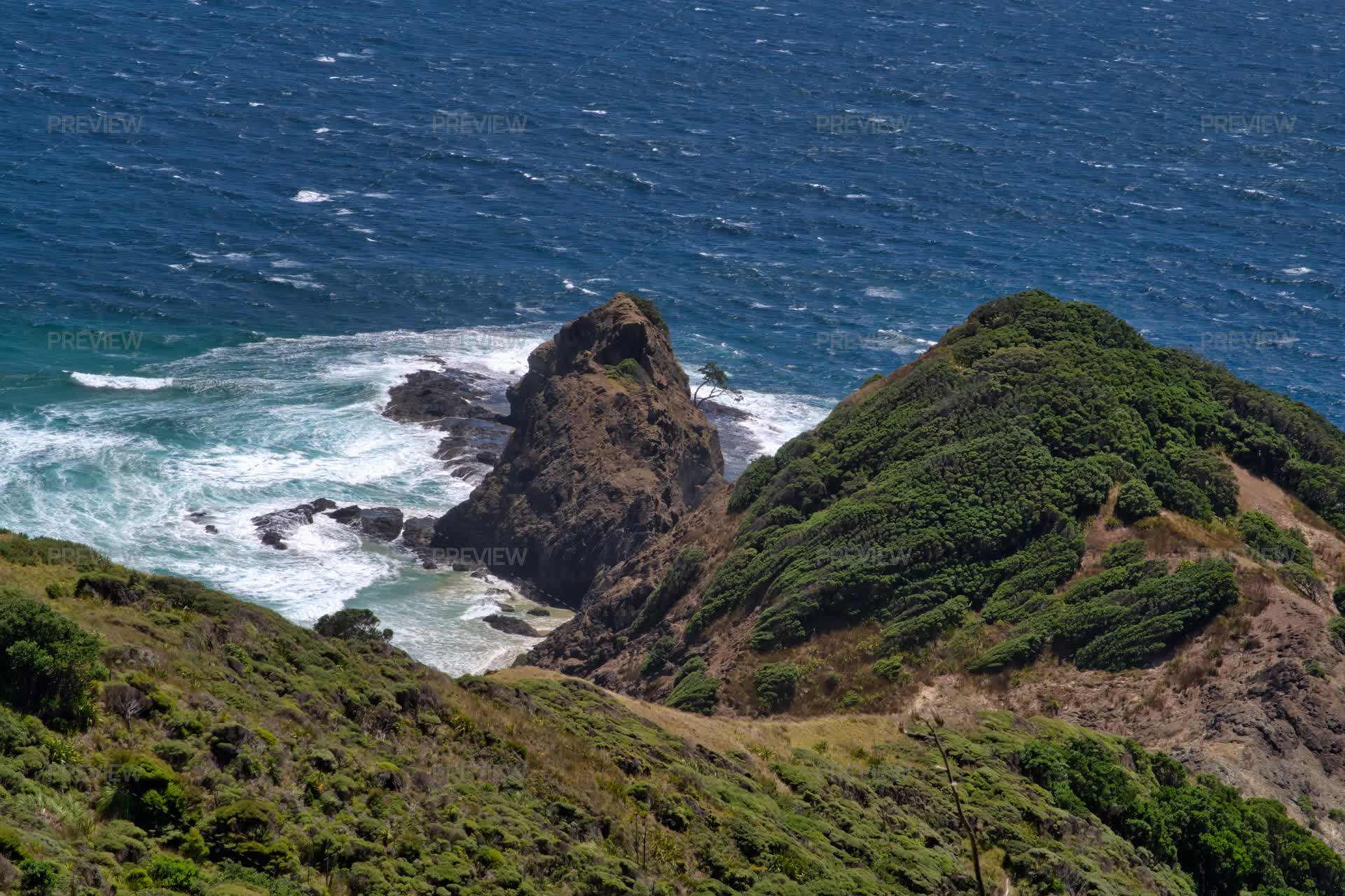 The Famous And Sacred Pohutukawa Tree At Cape Reinga New Zealand ...