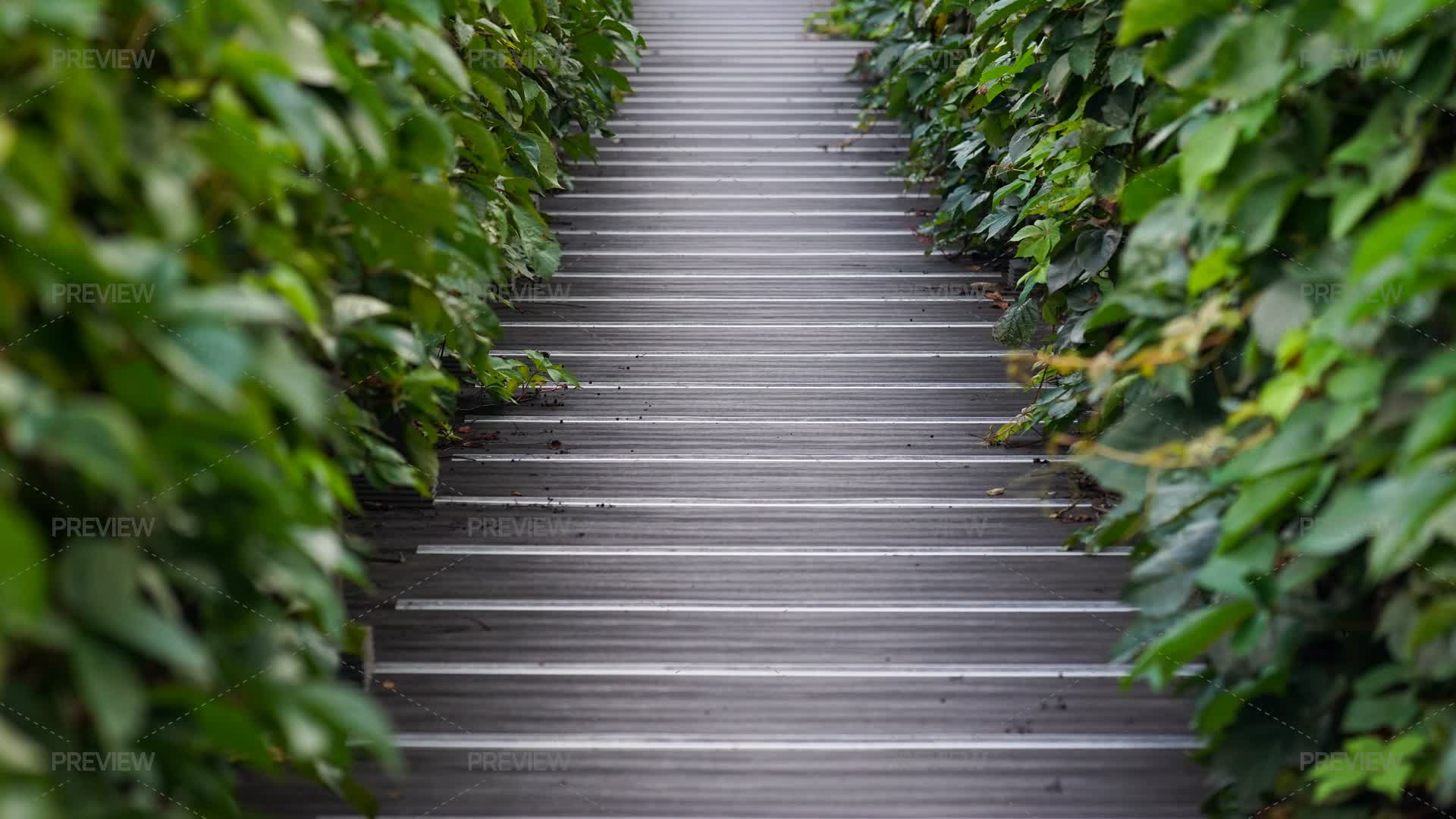 Metal Walking Path With Vines Growing On Both Sides - Stock Photos ...