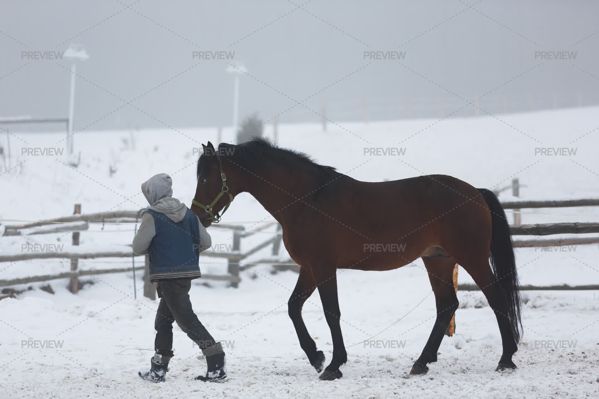 Stableman Walking With Horse - Stock Photos | Motion Array