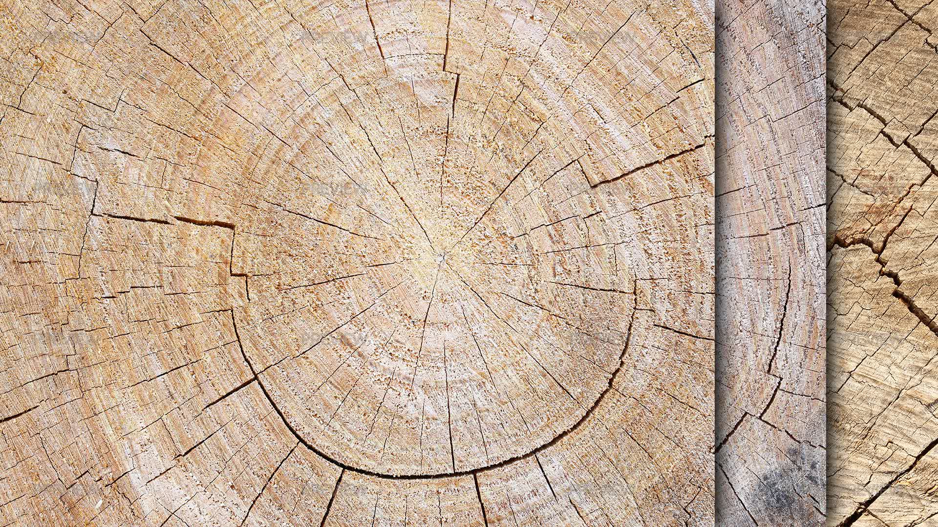 20 Tree Trunk Textures - Graphics | Motion Array