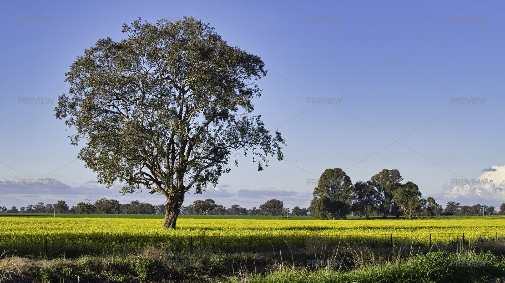Single Large Tree Surrounded By Yellow Canola Flowers In Paddock In ...