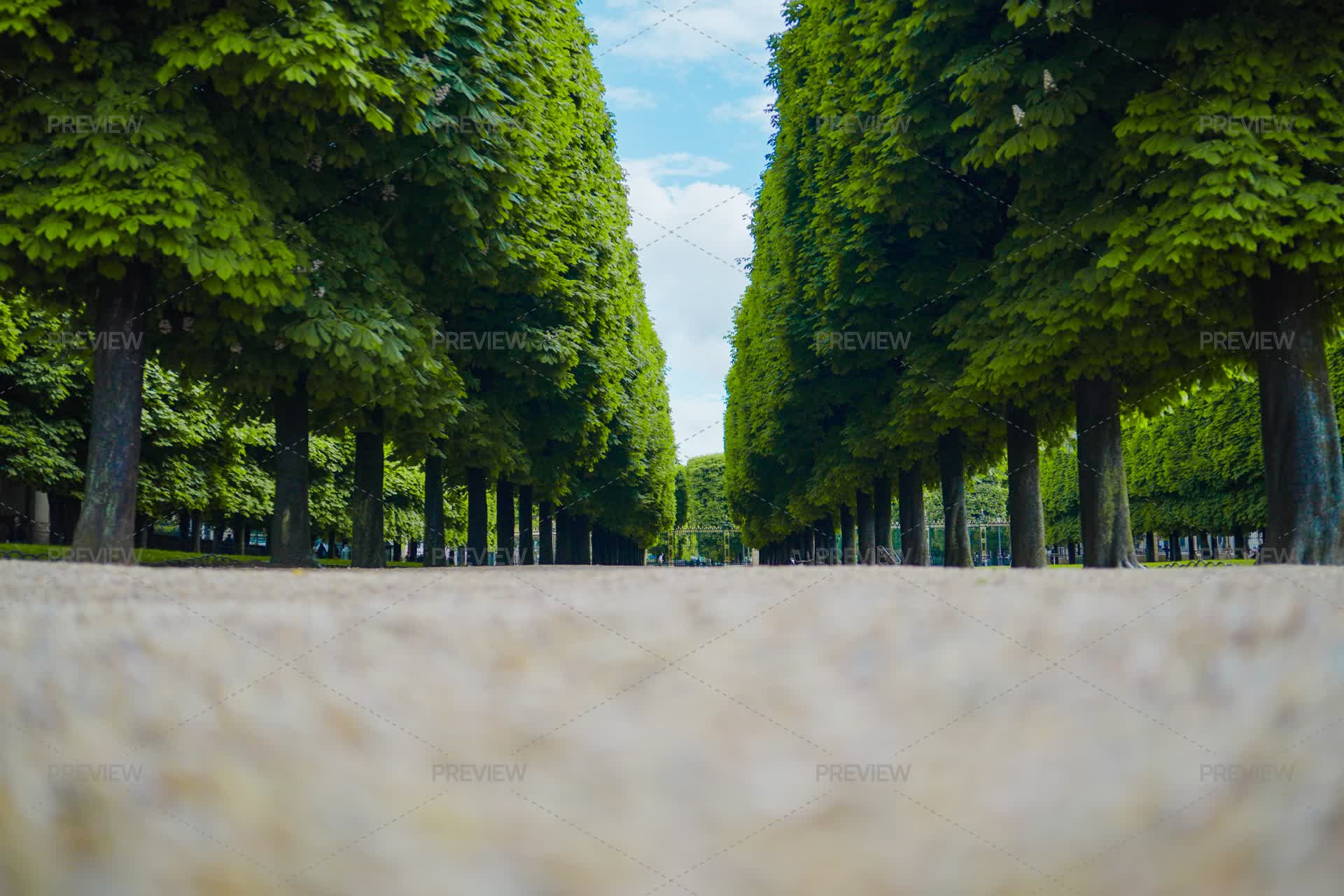Tree Avenue Alle Viewed From Ground Leve - Stock Photos | Motion Array