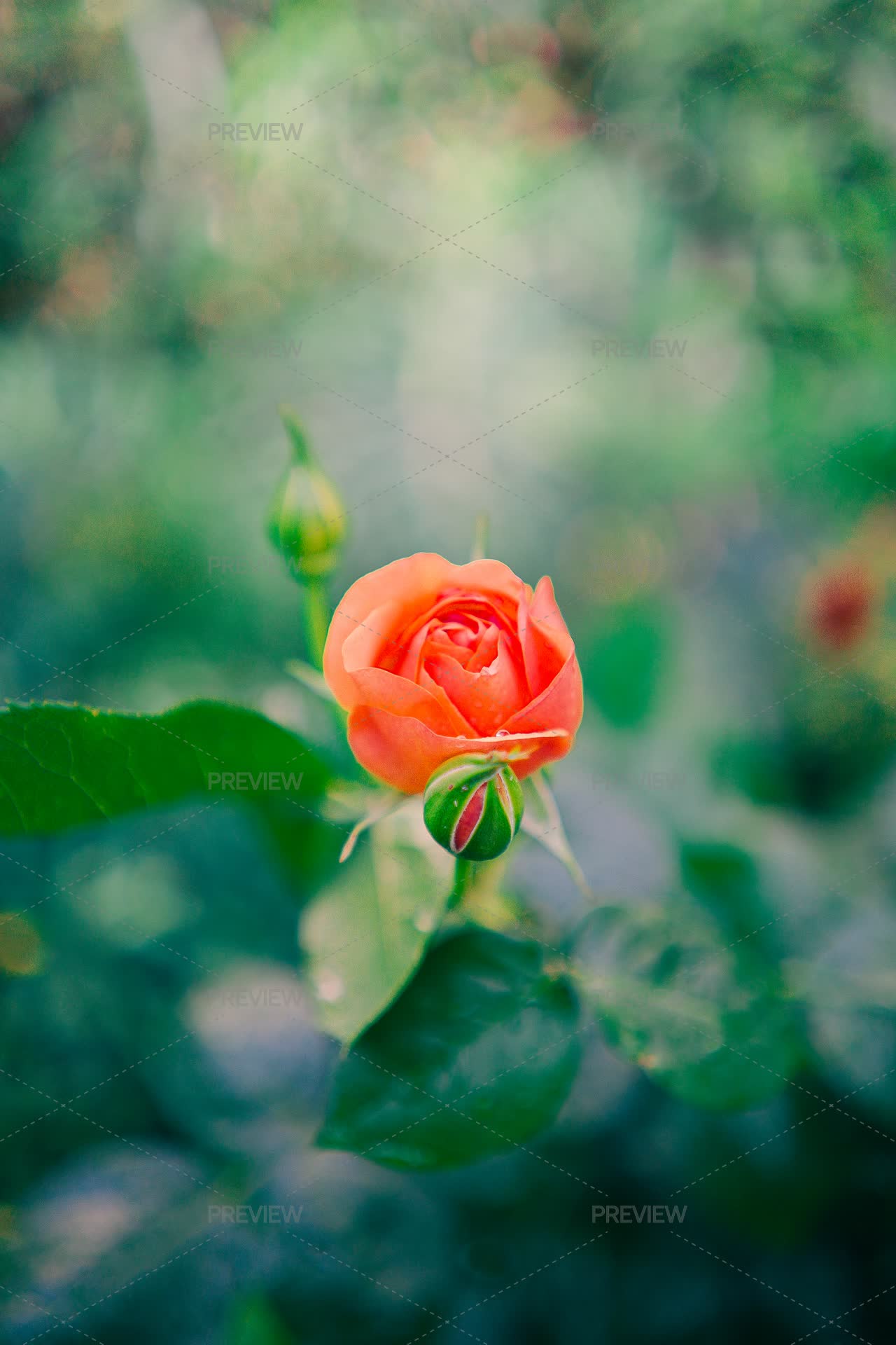 Innocent Red Rose Growing In A Dreamy Lo - Stock Photos | Motion Array
