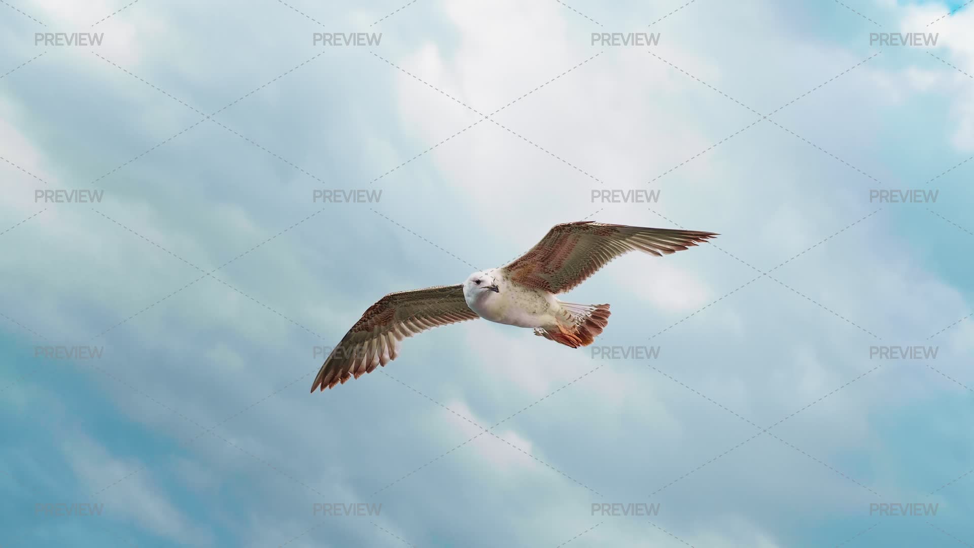 Seagull Flying And Floating On Air Curre - Stock Photos | Motion Array
